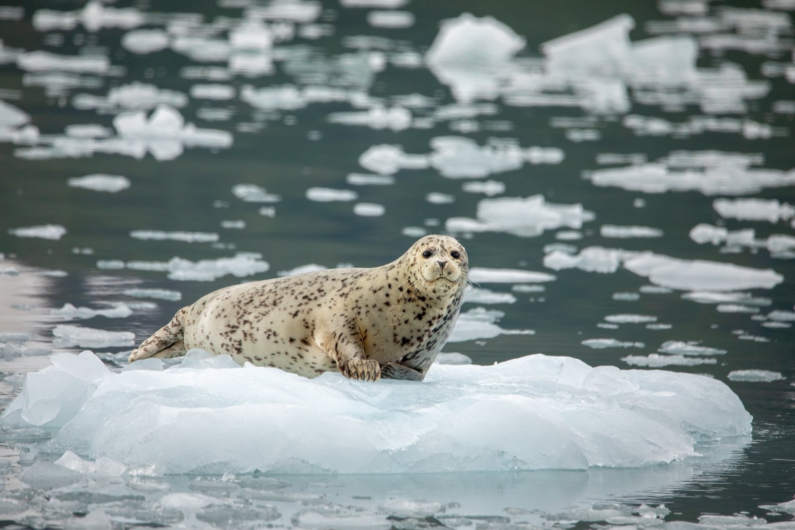 Harbor Seal on Ice Flow