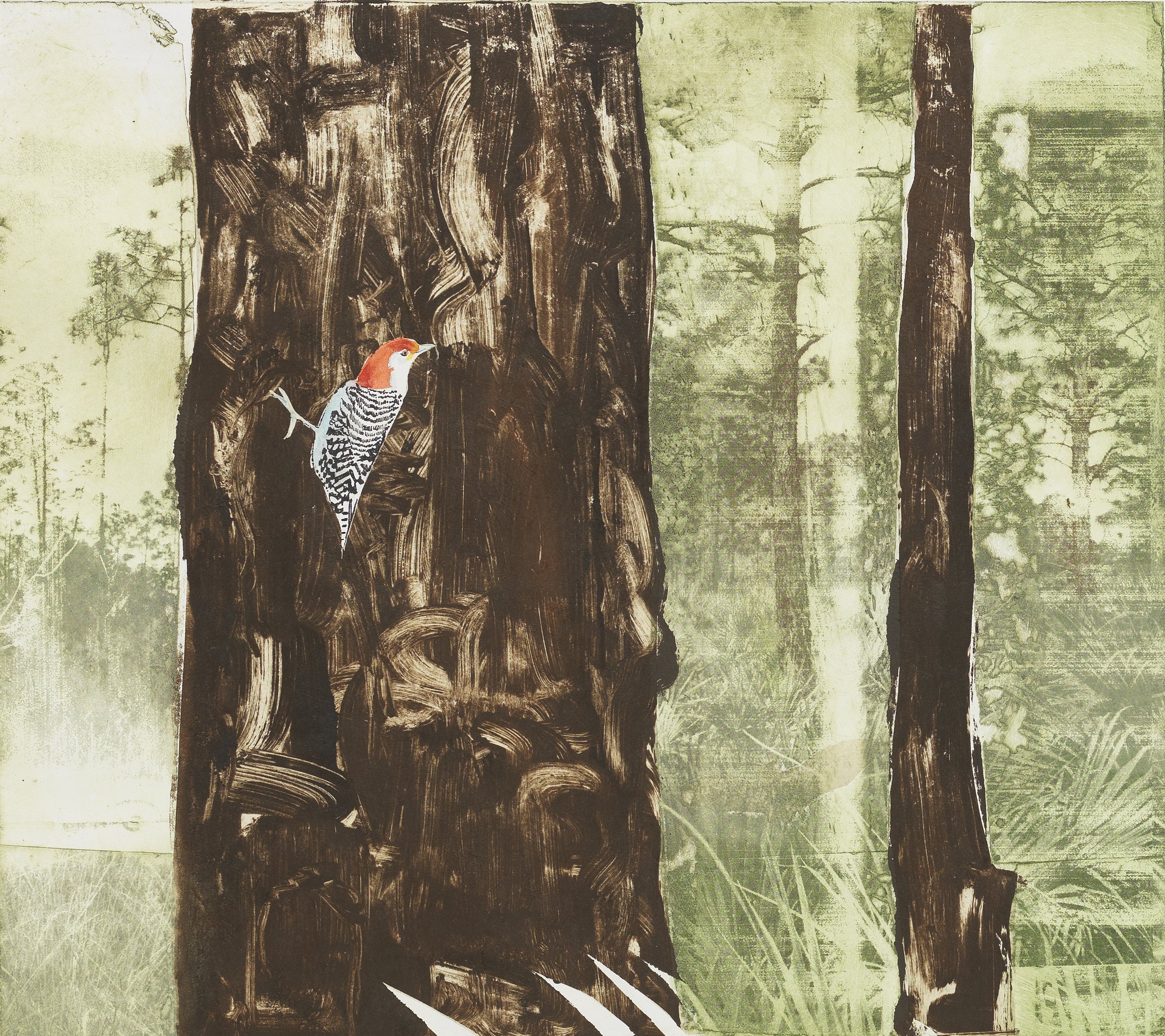 Slash Pine and RedBellied Woodpecker Kim Heise.jpg