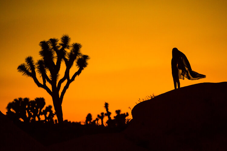 Desert Silhouettes (Joshua Tree, CA), 2014