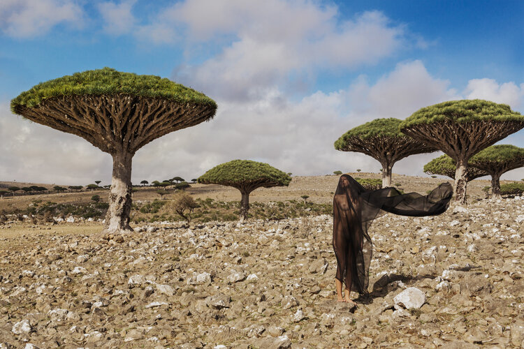 Salvation of Socotra, (Socotra, Yemen), 2016