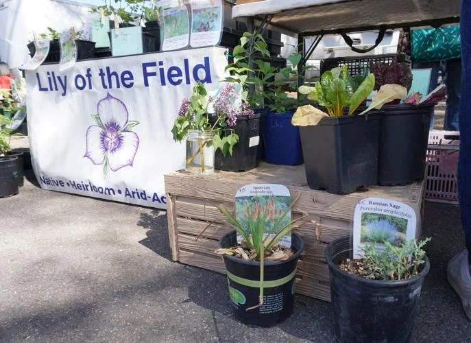 Gardeners Market (Lily of the Field)