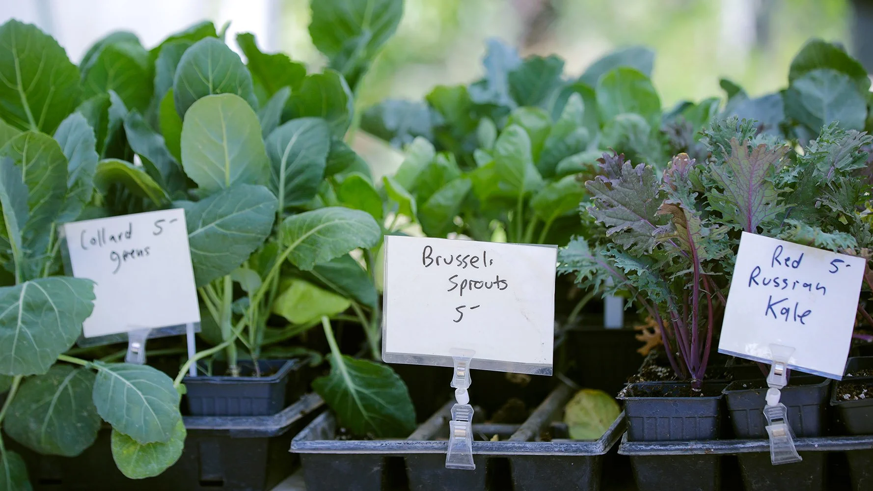 Coconino County Master Gardener's Sale