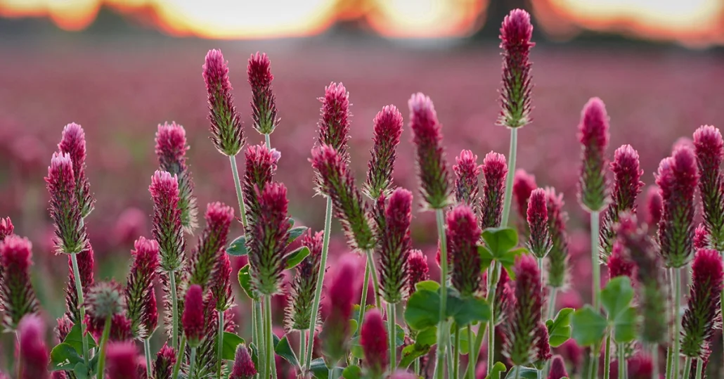 Red-Clover-Featured-1030x539.jpg