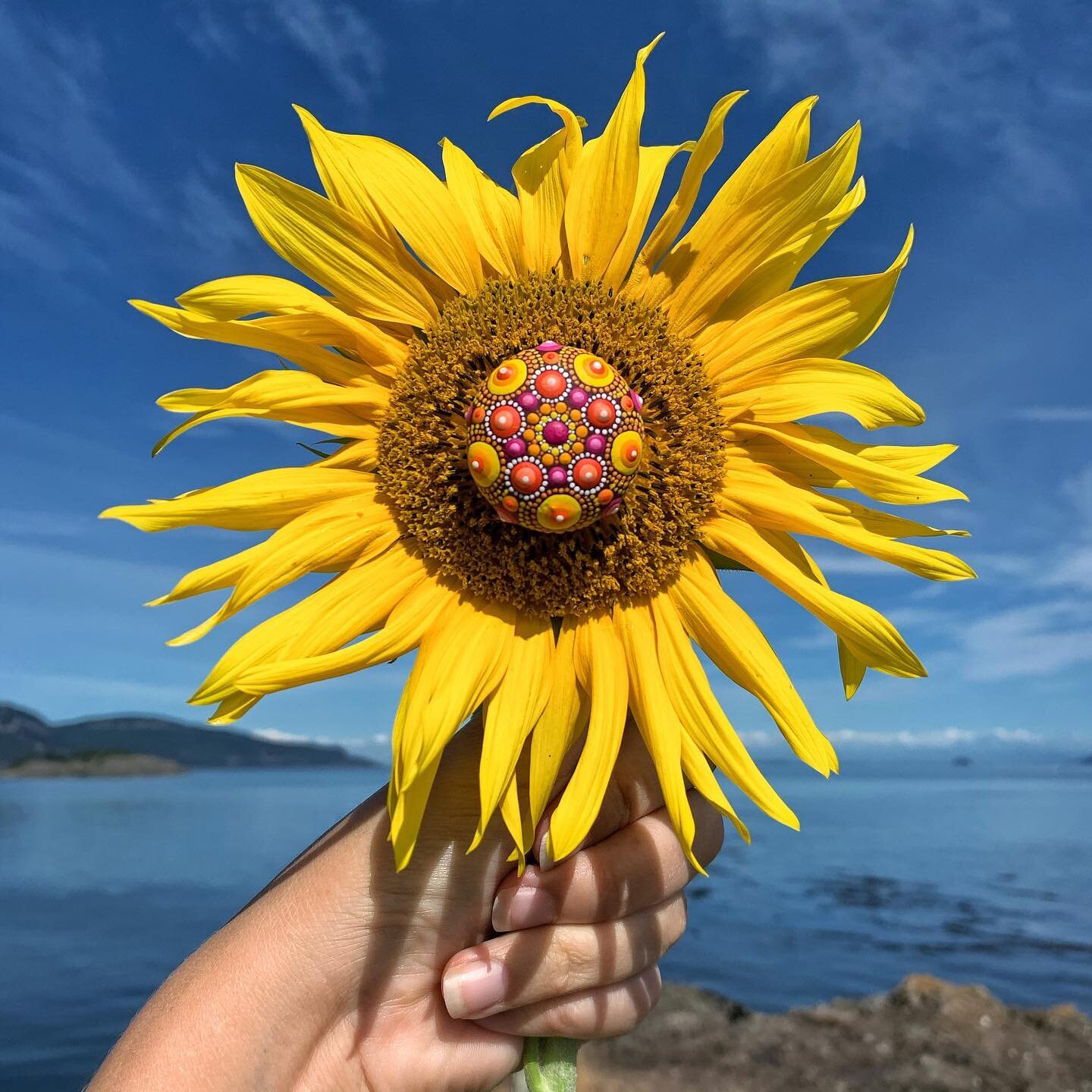 We&rsquo;re grew this 🌻 and I painted this stone! Together they&rsquo;re very happy! 
.
Anyone else do lots of gardening this strange year? What did you grow?
.
Mandala stone update- October 3 @ 4pm Vancouver time 💫
