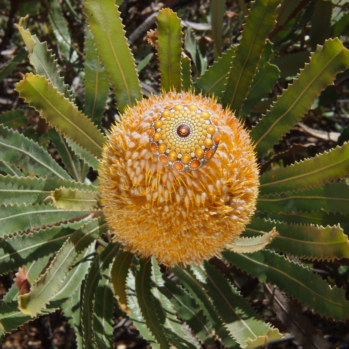 P1010058 copy.jpg