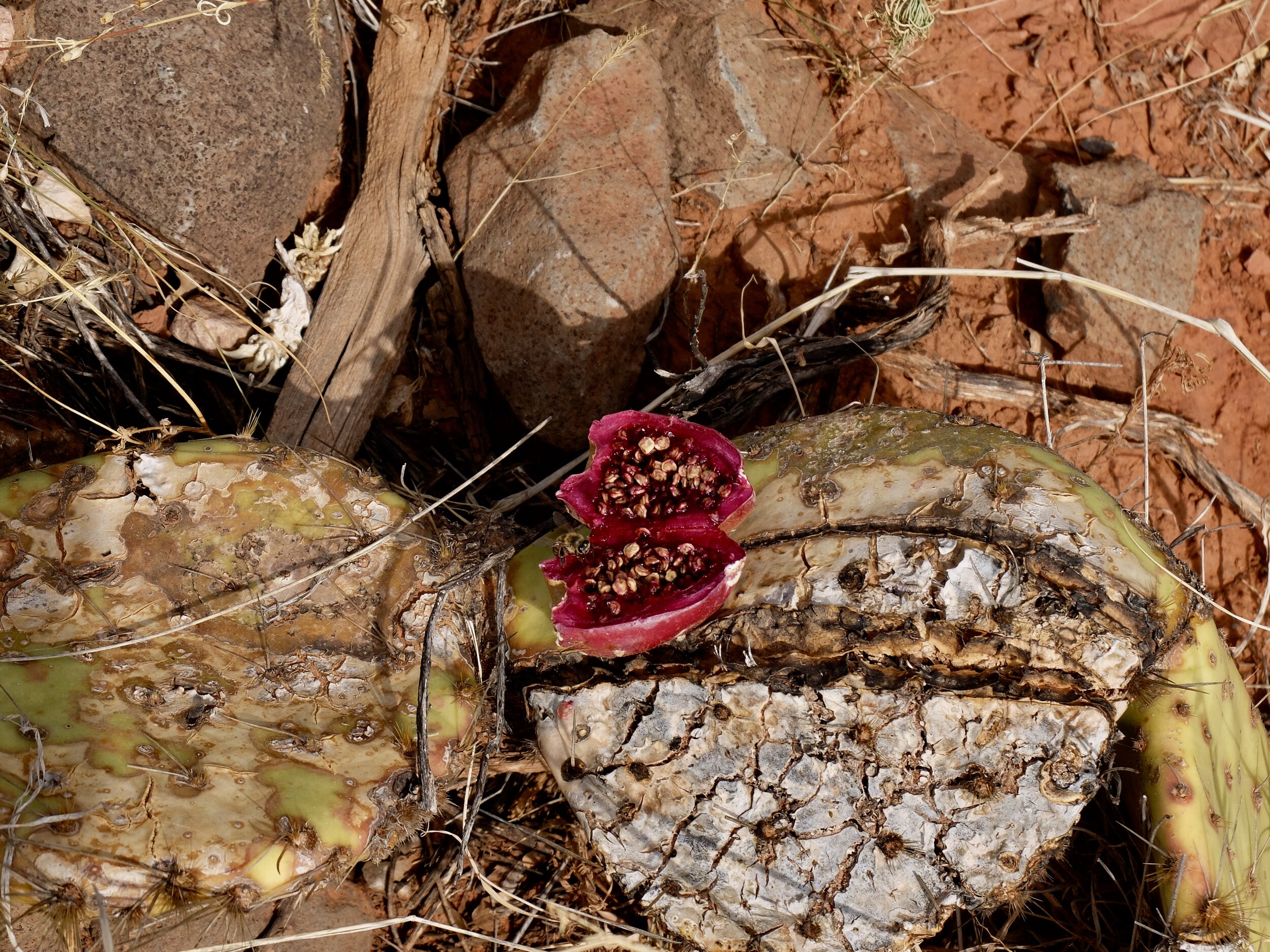 Prickly pear cactus fruit that someone had cut in half.