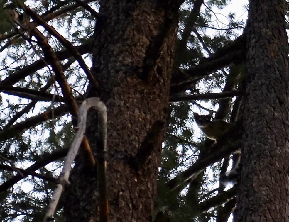 A ringtail cat. The Arizona state mammal.  It is not really a cat but is related to the raccoon and coatimundi.