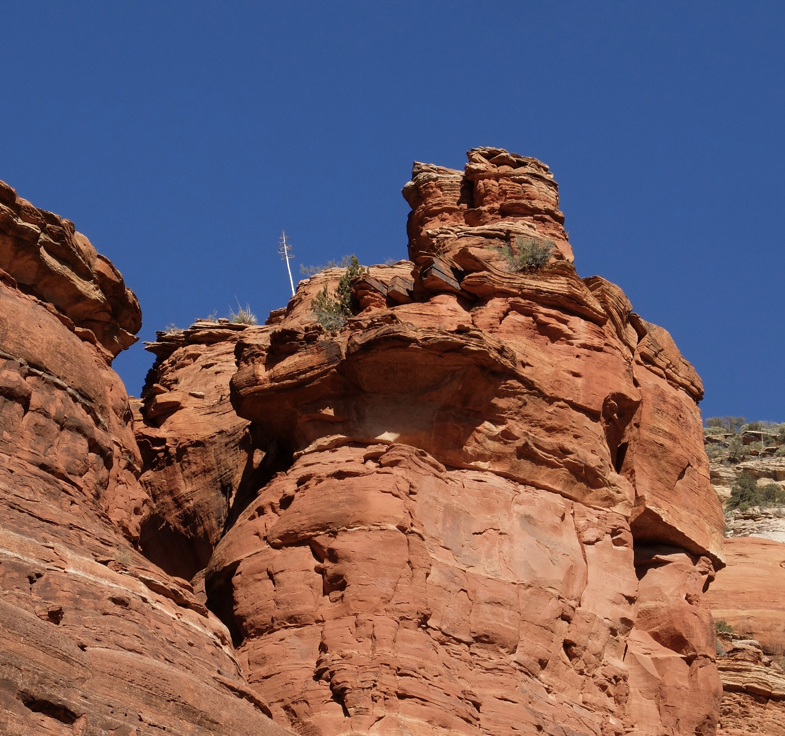 A century plant way up high.