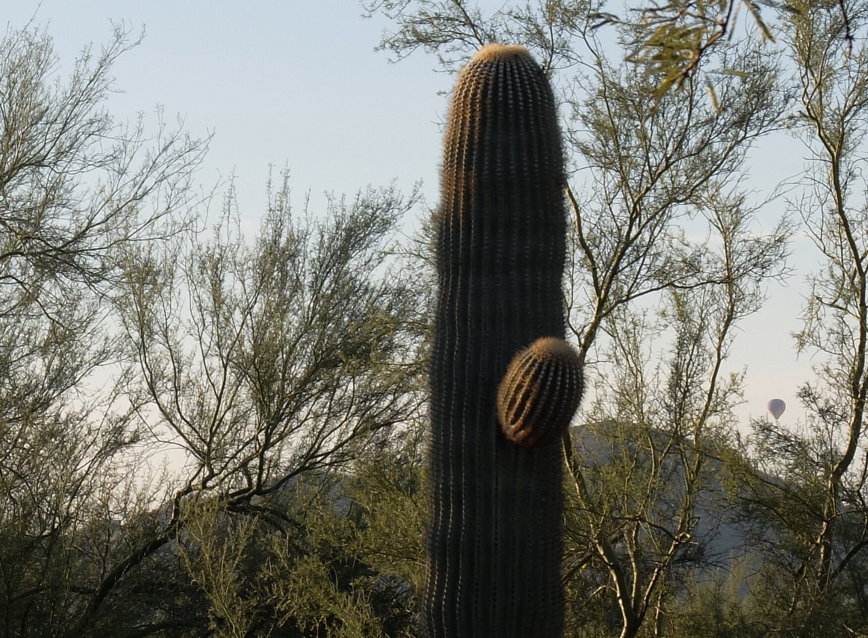 Saguaro (sawaro) cactus in Anthem, AZ.