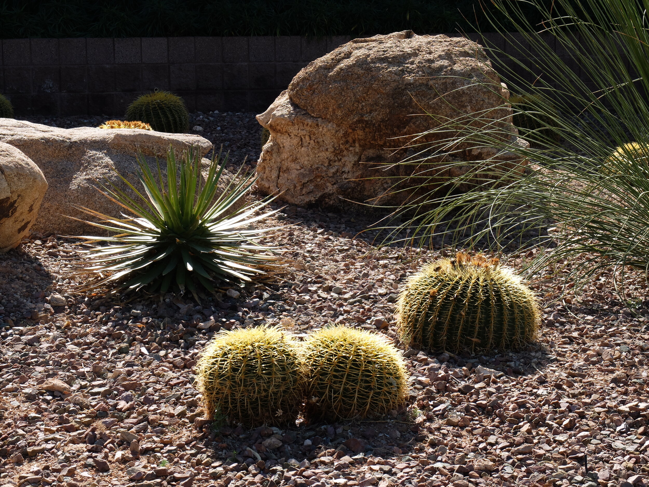 Barrel cacti.