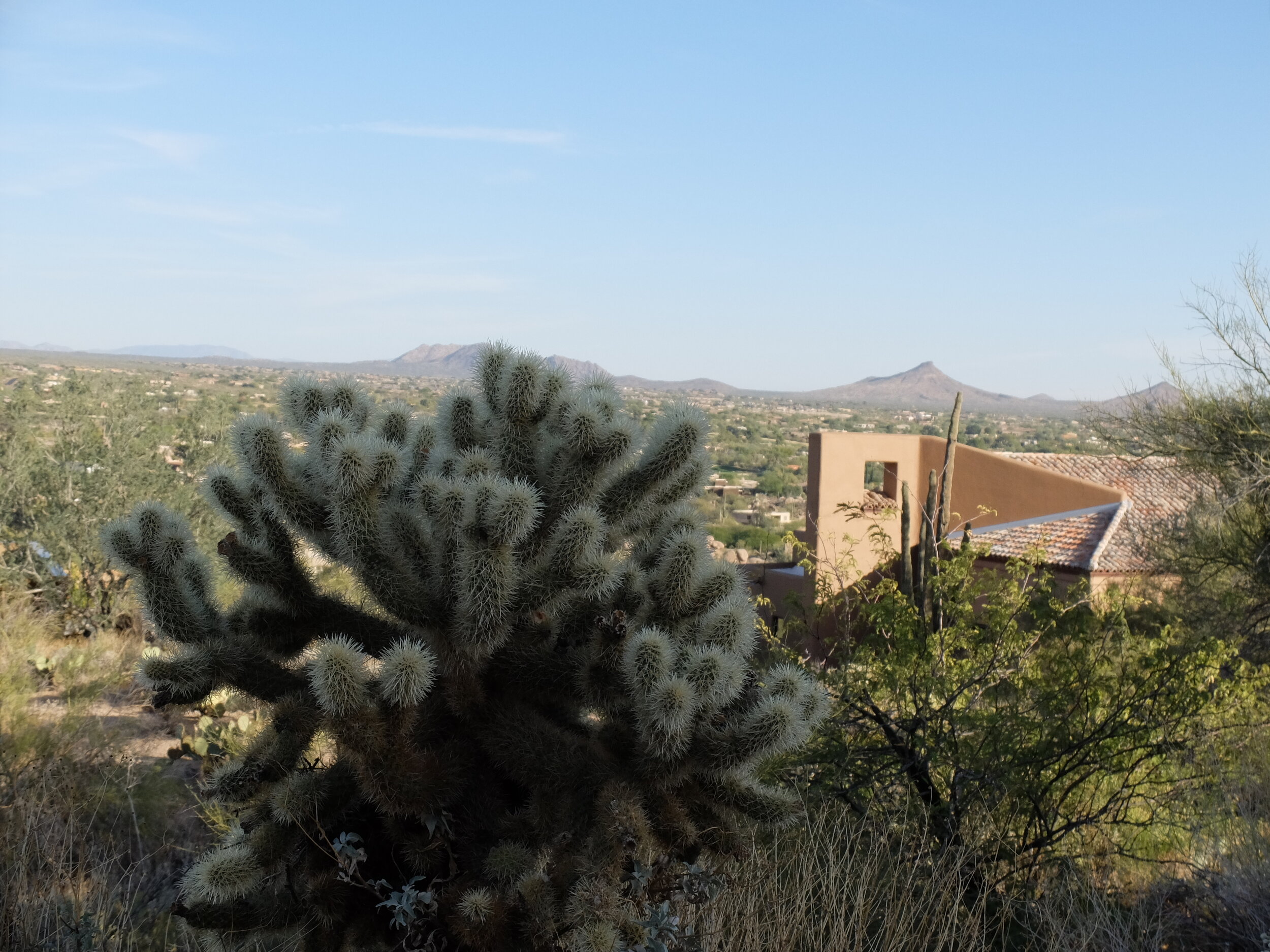 Jumping cholla cactus with view of Scottsdale in background.