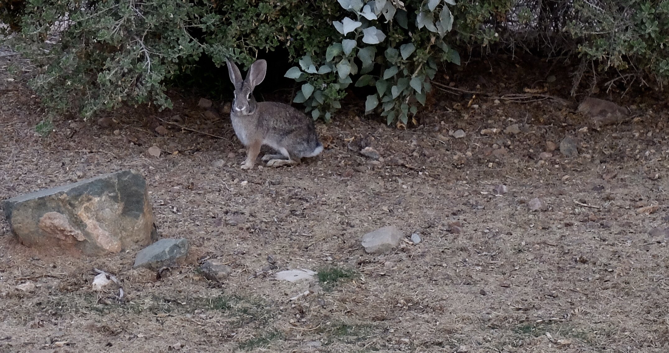 Hare today...