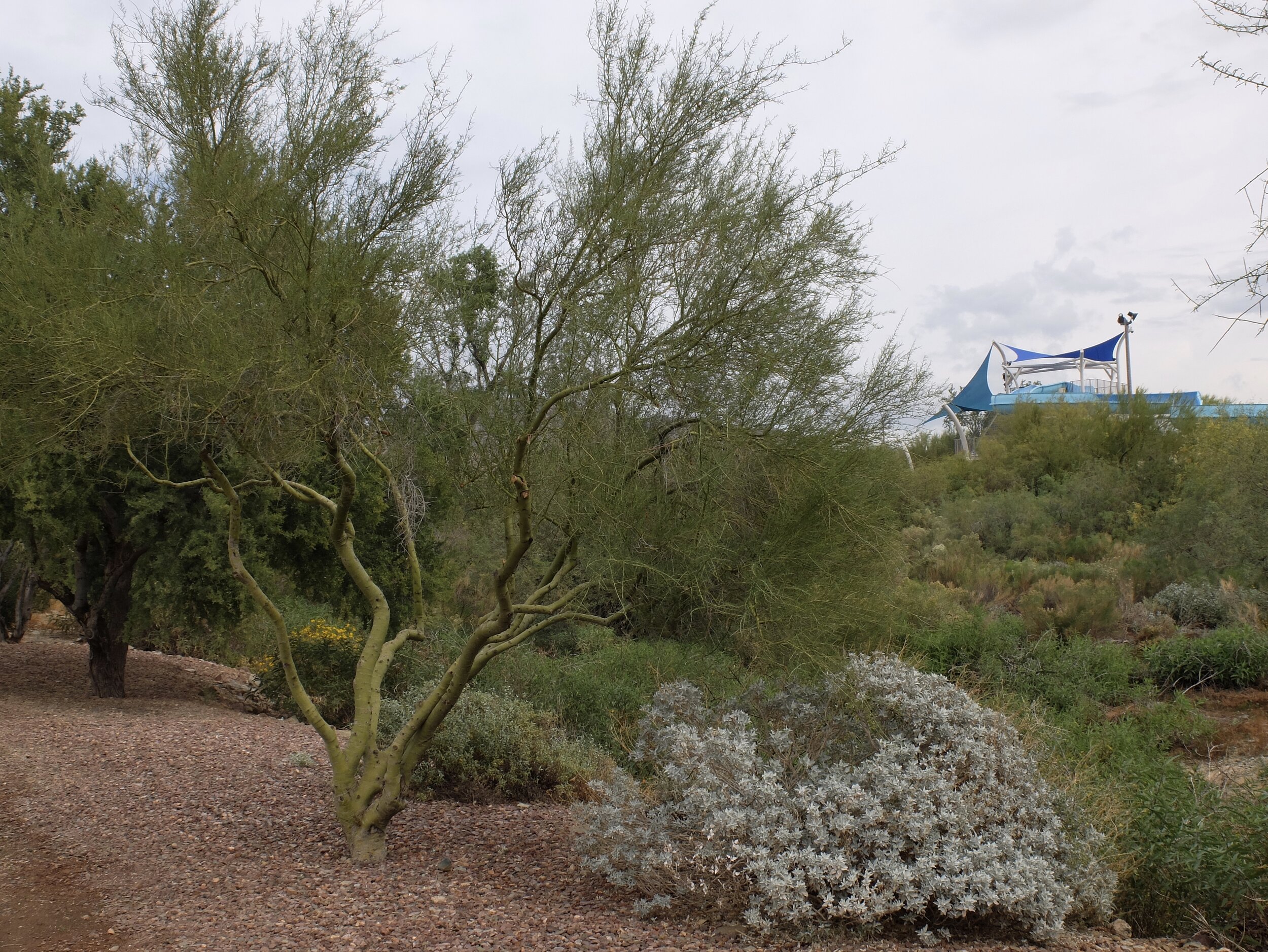 Palo verde tree with Anthem waterslides in background.