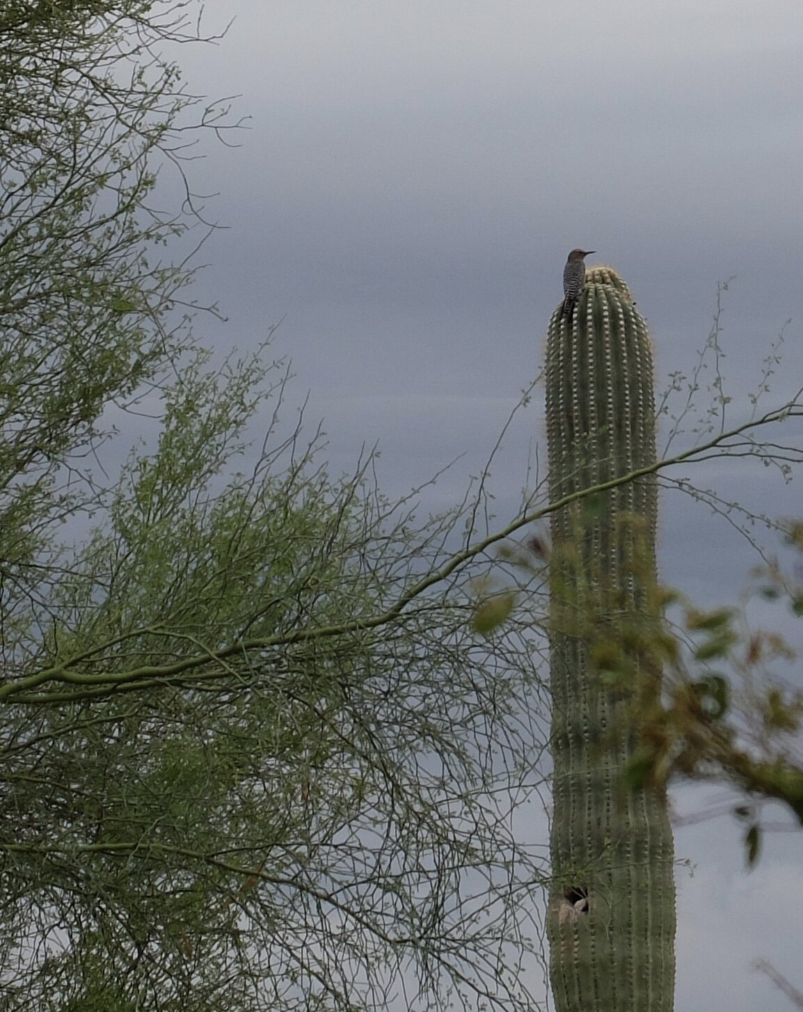 Woodpecker atop a saguaro.  Follow it down to see the hole where woody lives.