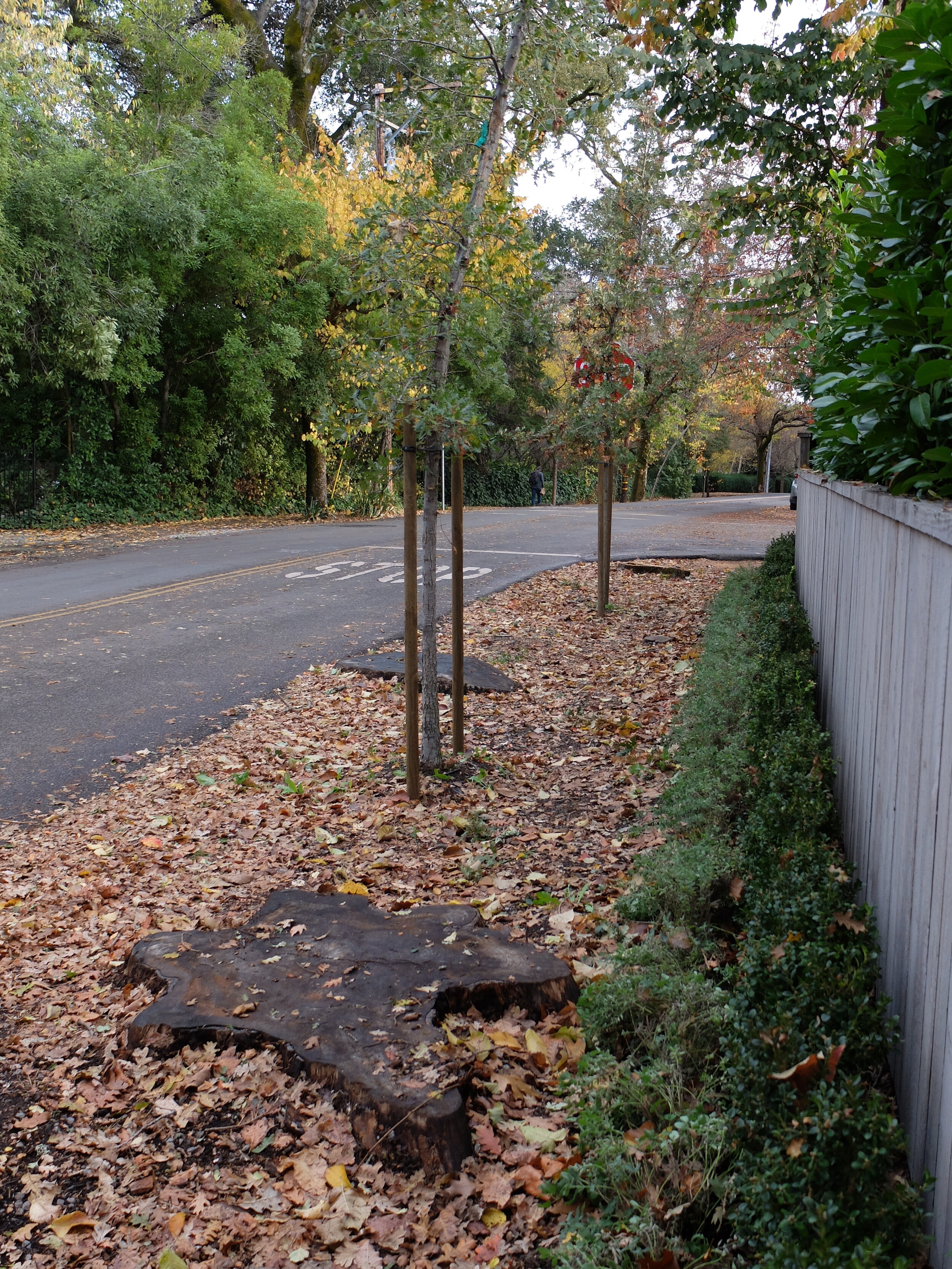 Dutch elm disease affected many of the trees along Shady Lane.