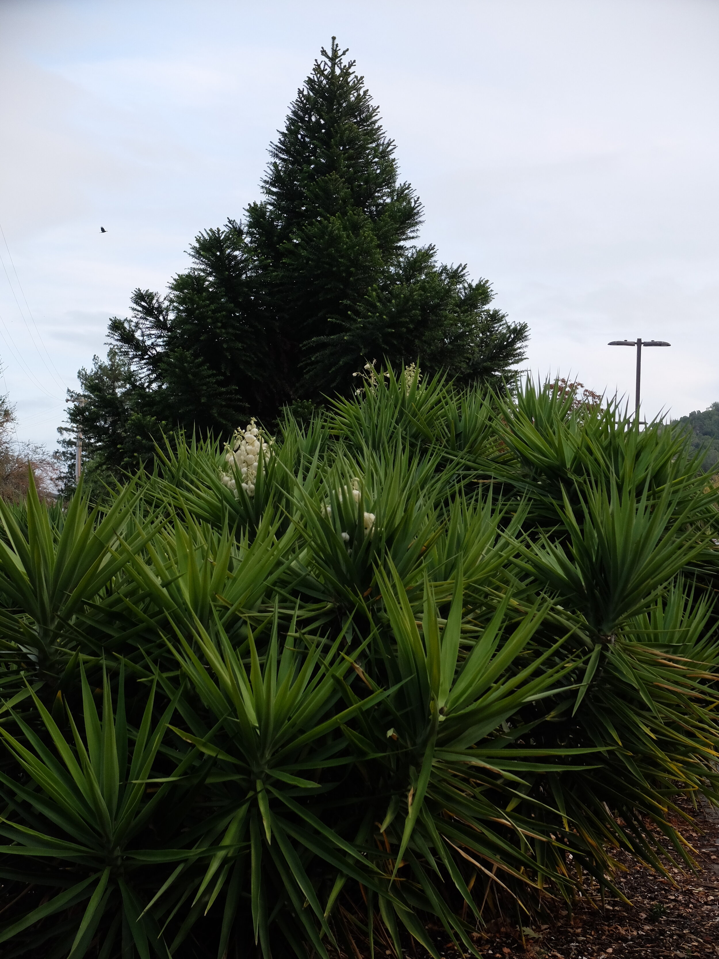 Flowering spineless yucca in parking lot #9, College of Marin.