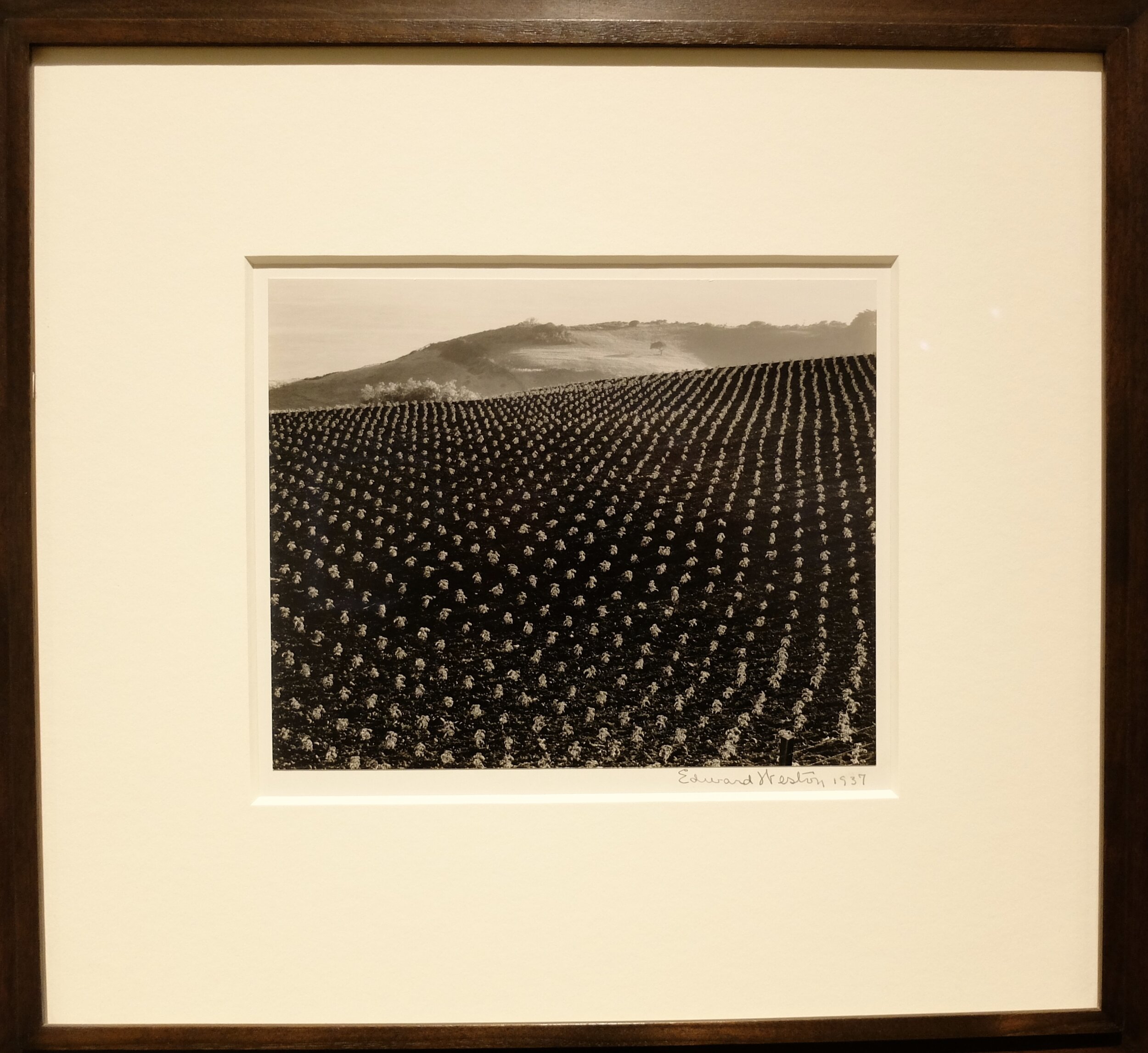      EDWARD WESTON - Tomato Field, Big Sur 1937 - Gelatin silver print.