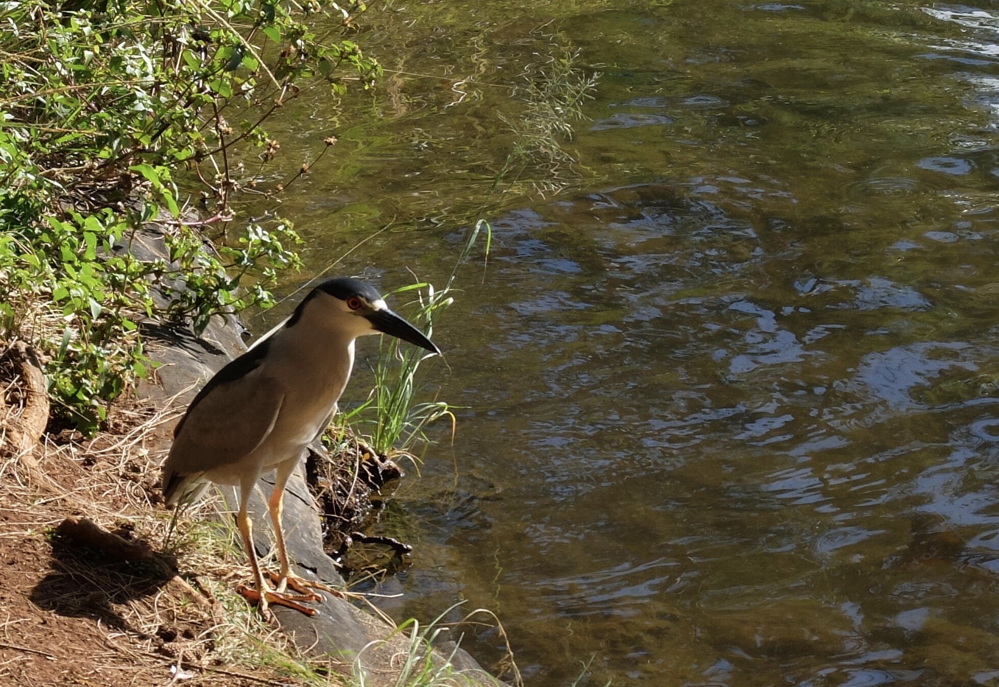 Black-crowned night heron.  Also found in Marin County.