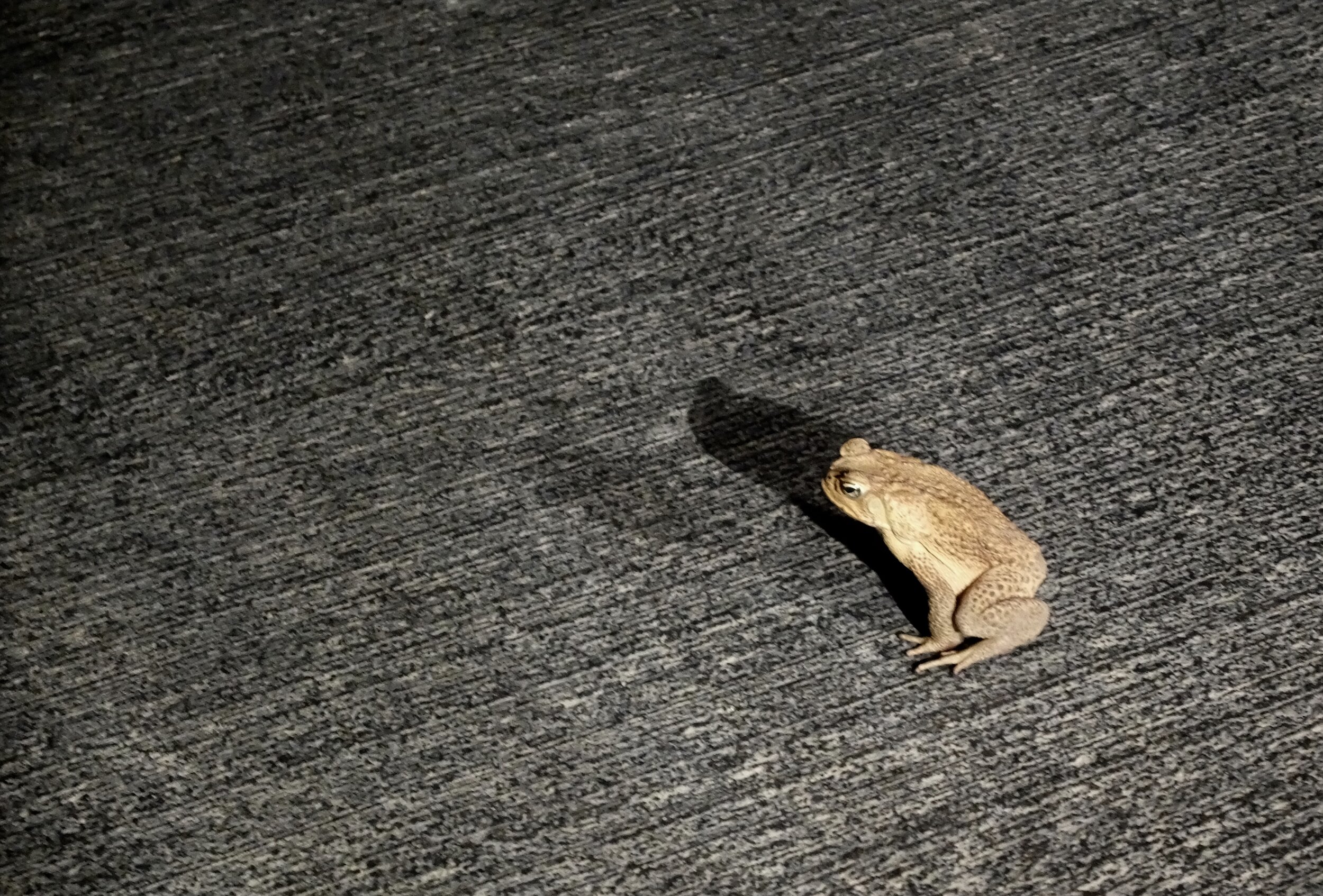 This froggie just sits there.  Lots of them found in the morning, flattened on the road.