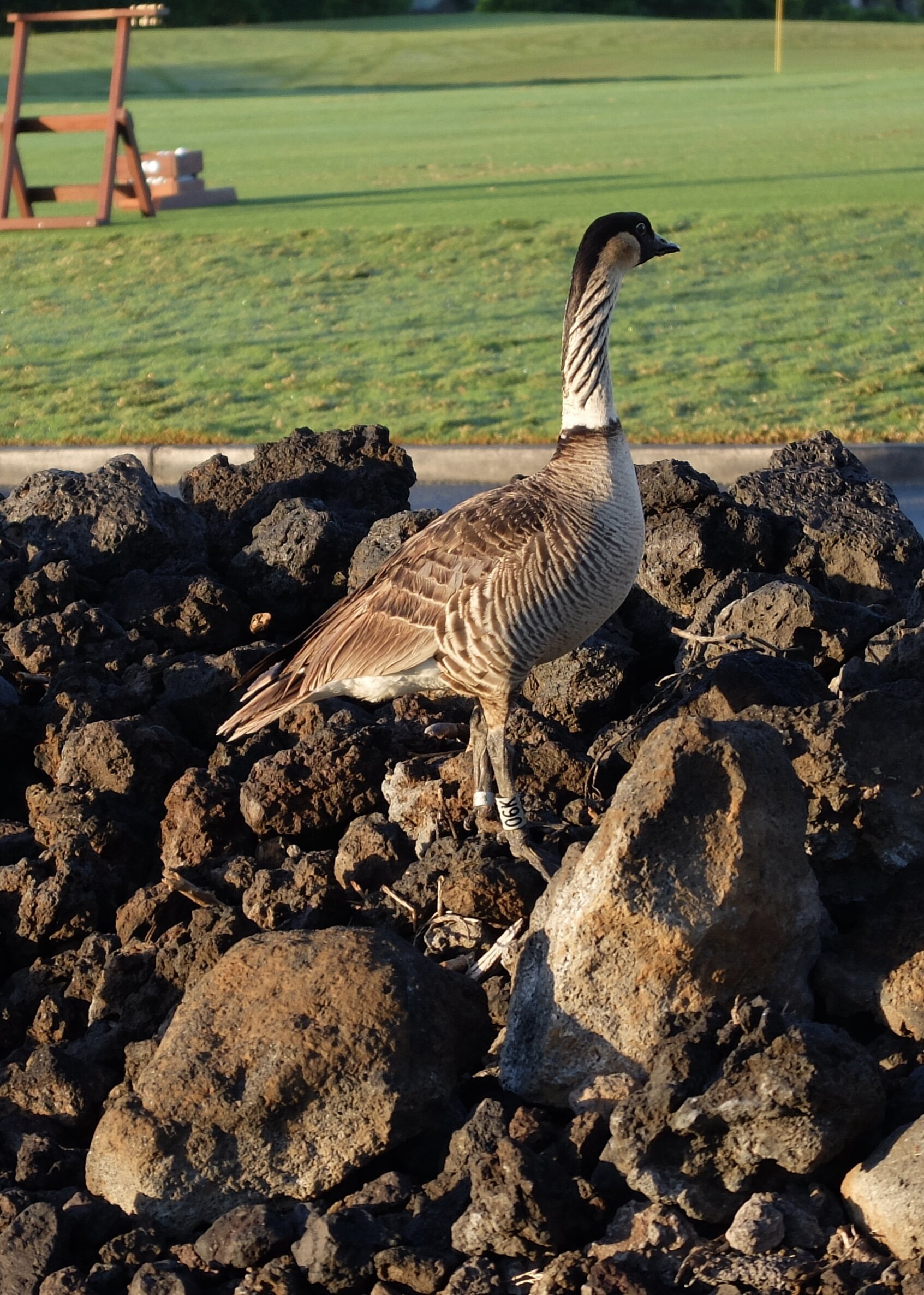 I had read, "The nēnē is exclusively found in the wild on the islands." 