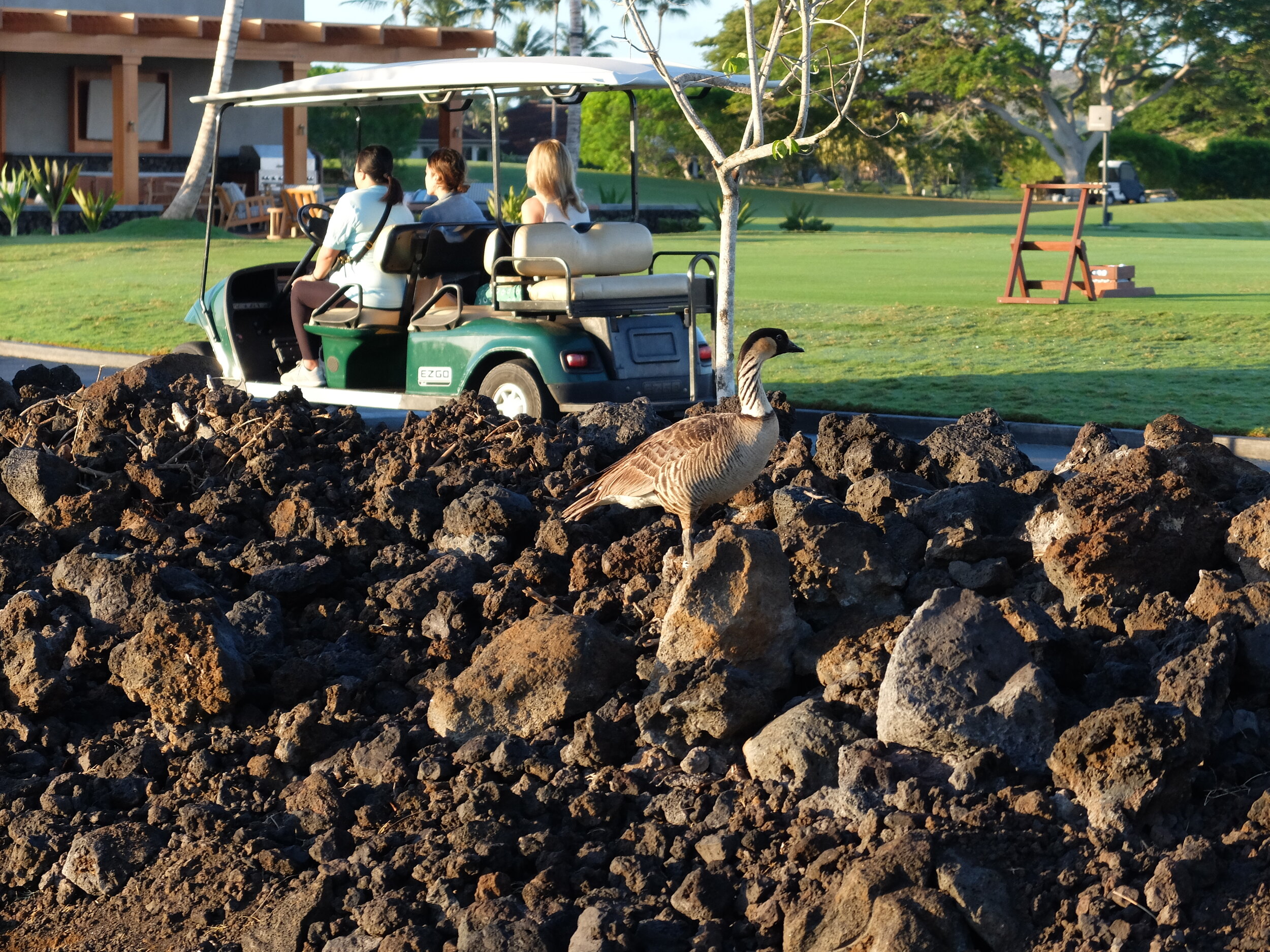 Nēnē "en situ," on the golf course at Hulalālai.