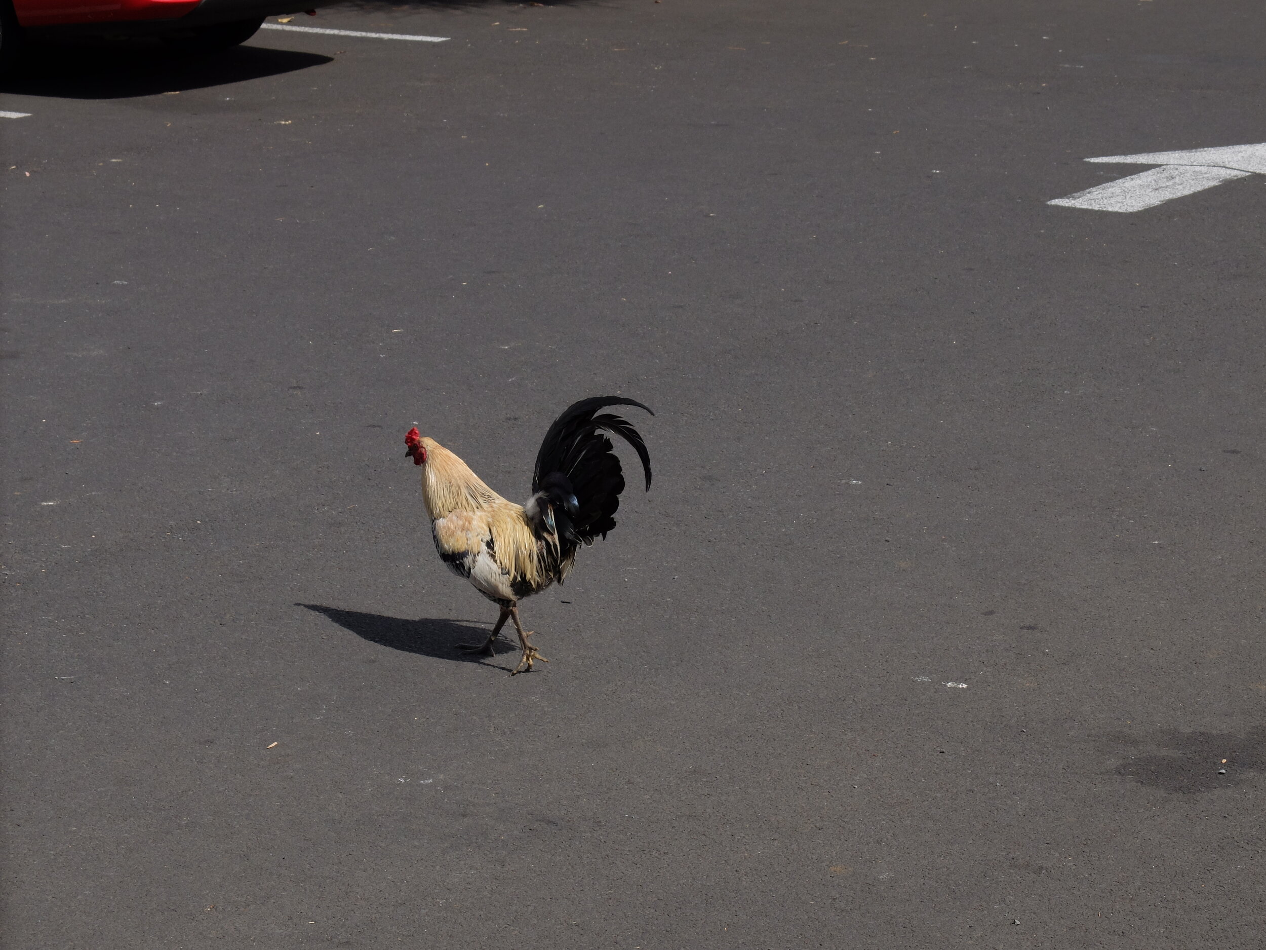 Why did the chicken cross the road?