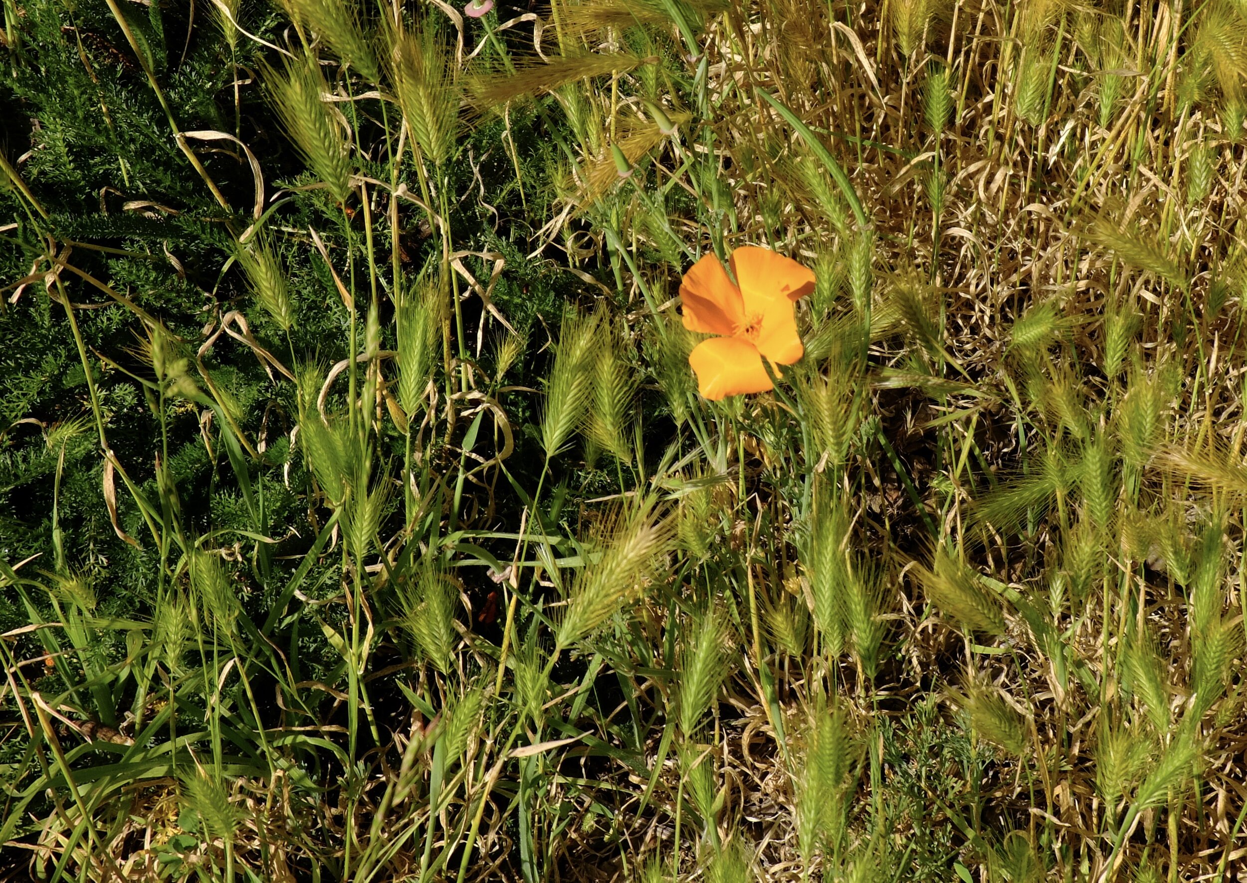 Our state flower, a weed amongst weeds.