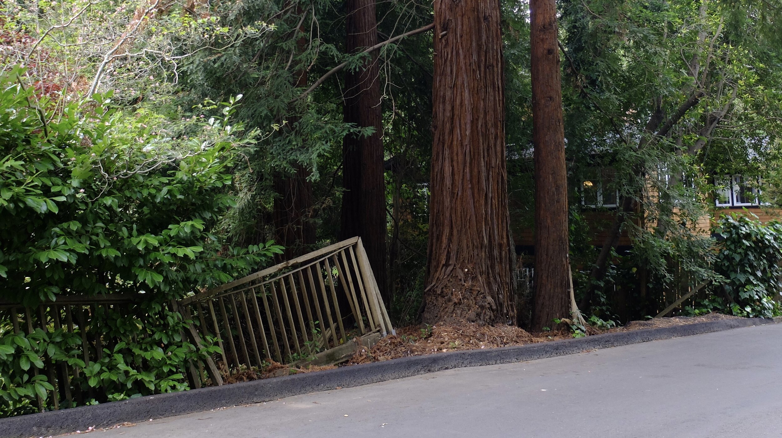 A redwood tree that's "outgrown its britches." (a phrase attibuted to Davey Crockett.)