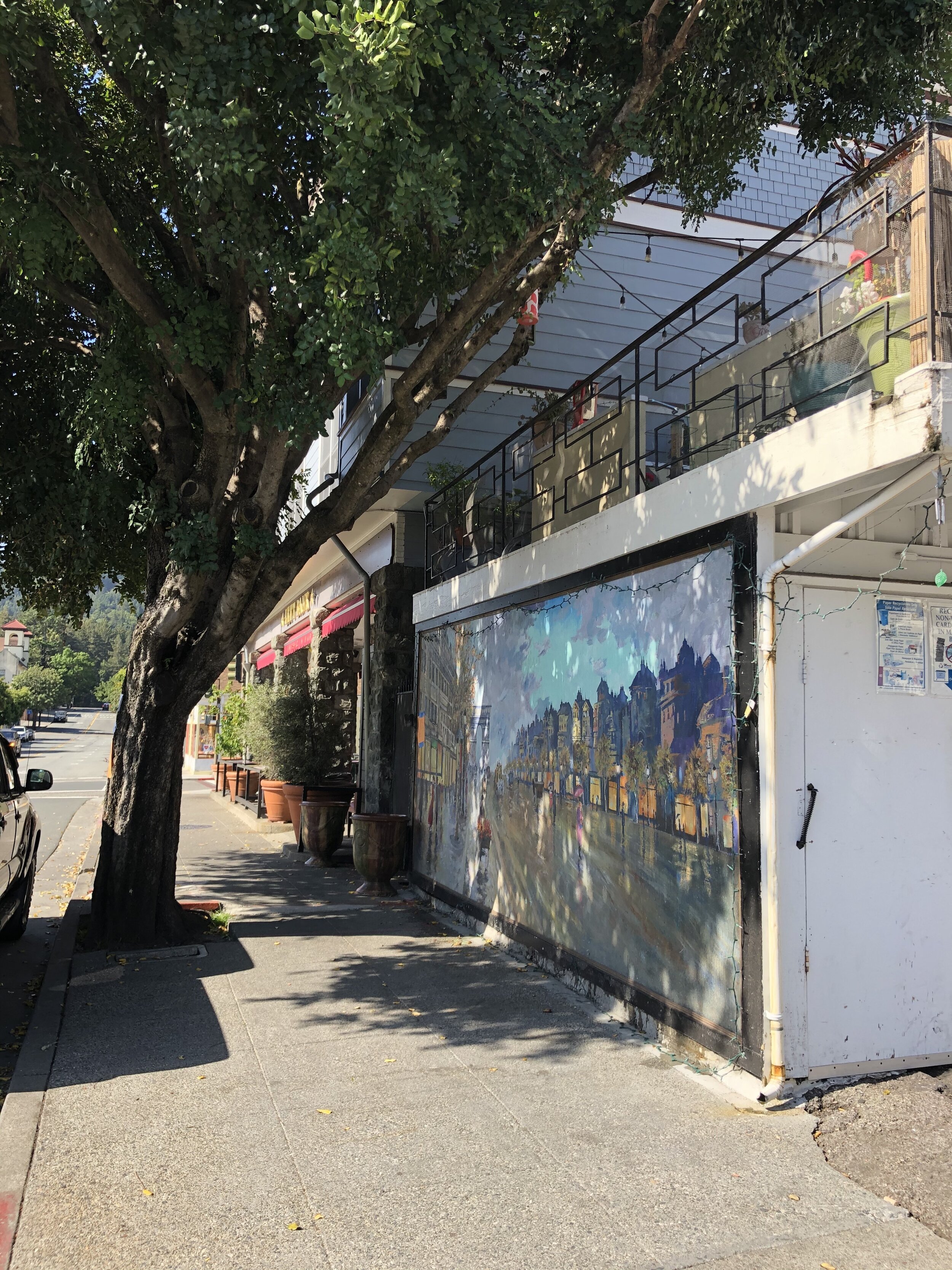 Slated for removal: 72" carob tree (certonia siliqua) &amp; replace sidewalk uplifted by roots @ Magnolia &amp; Ward.