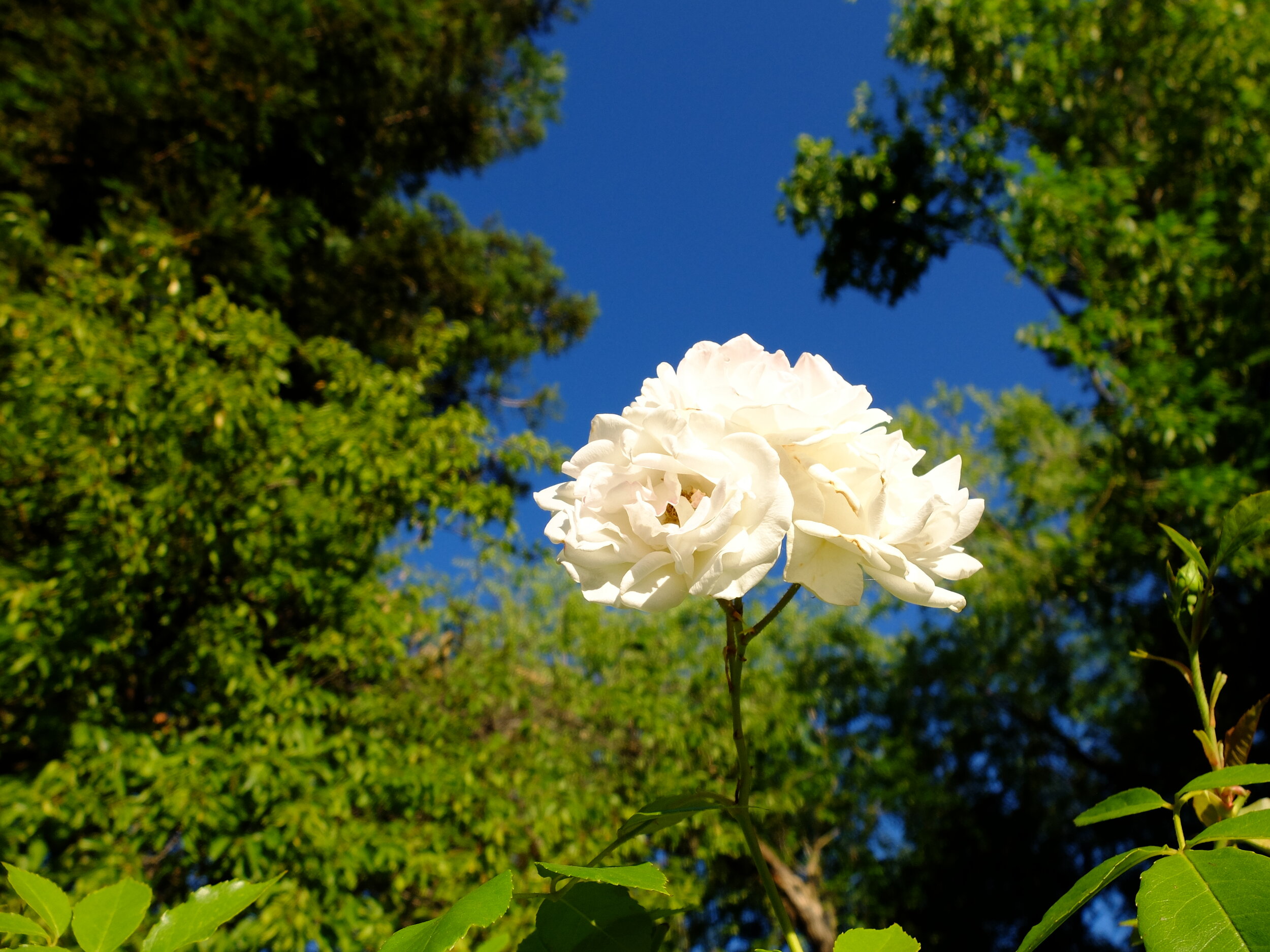 First blooms on rose bushes that were recently deadheaded. And the beat goes on...