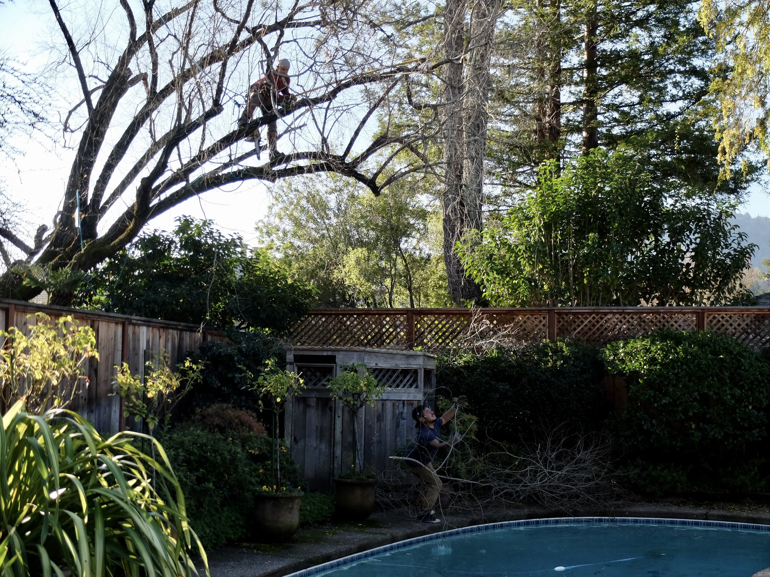 Neighbor's tree trimmed.