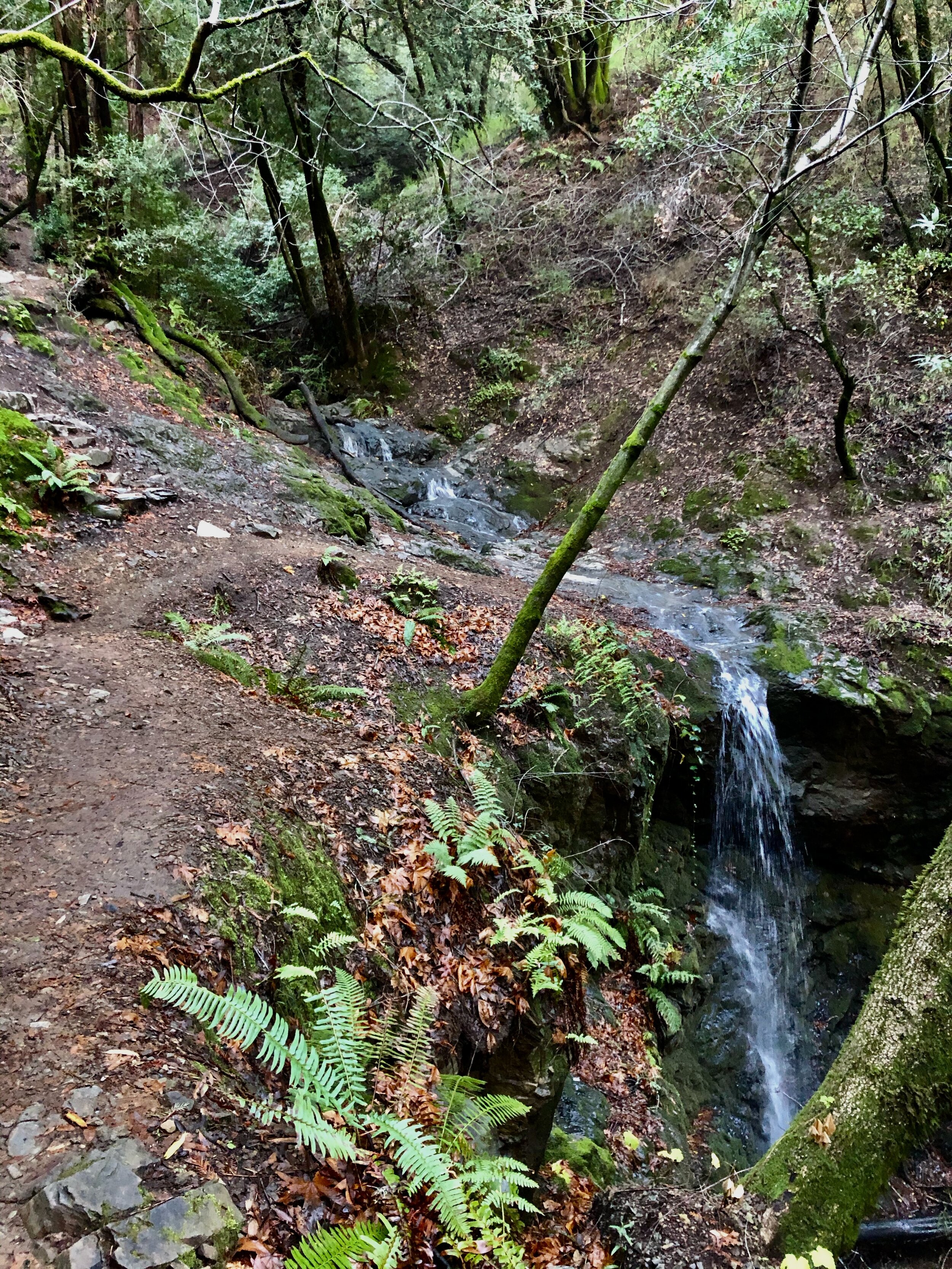 The rains had made a hike down to Dawn Falls a worthwhile adventure.