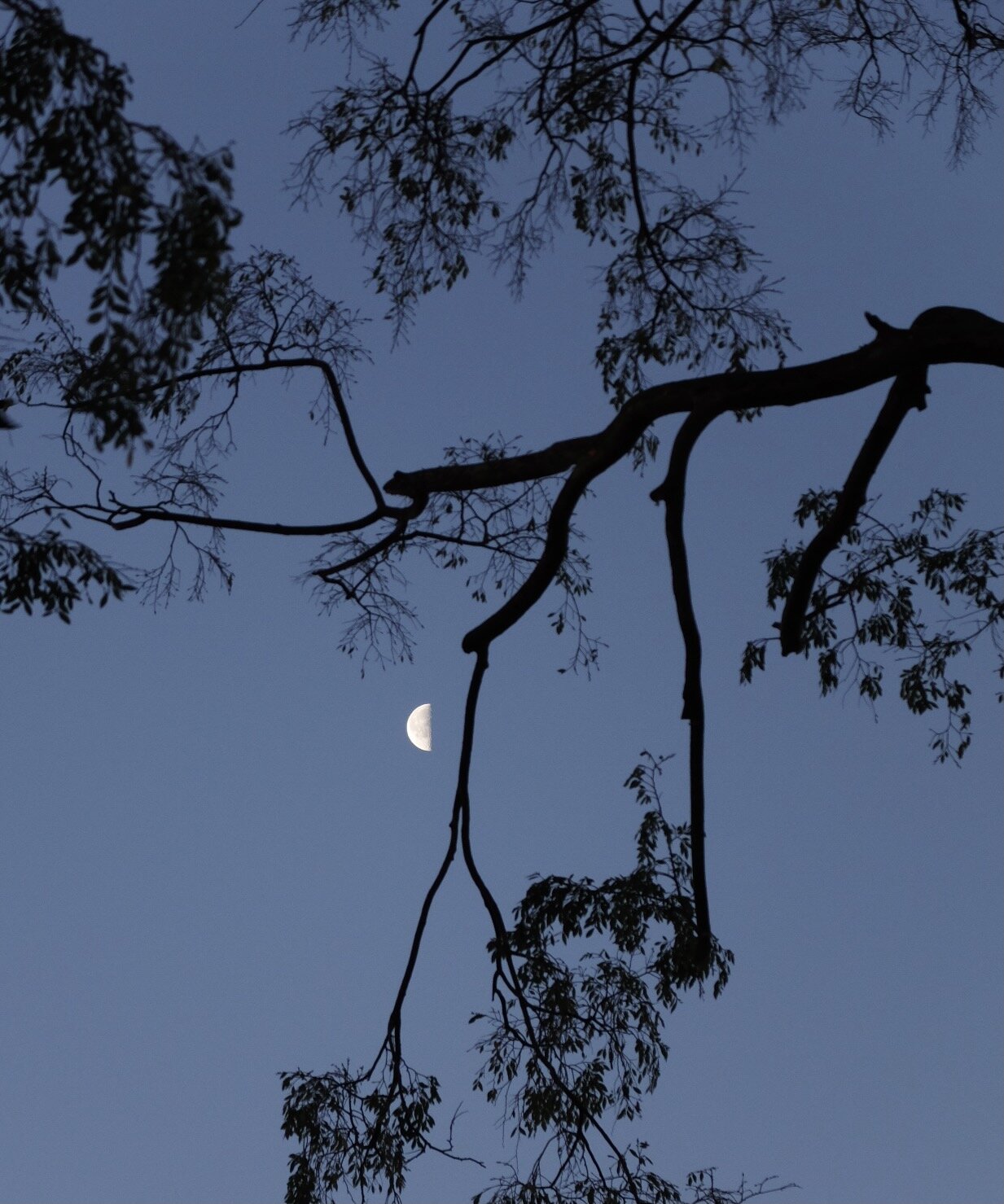 The pruning provided a better view of the moon that evening.