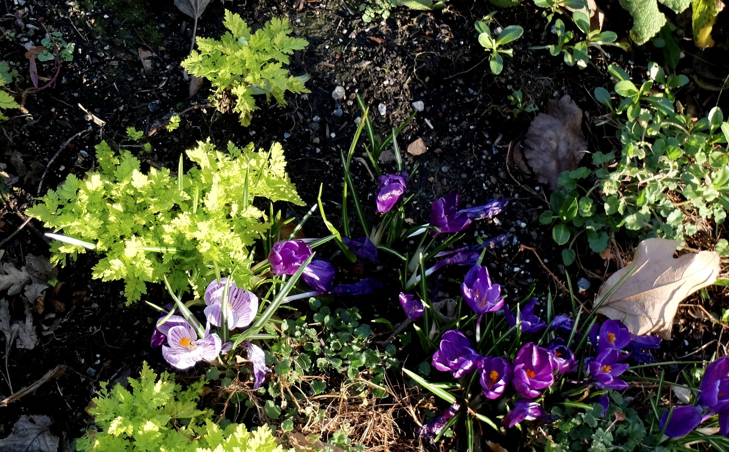  We were cooking with saffron.  I asked Nomi where did saffron come from?  She said, “Let's take a walk to the Marin Art &amp; Garden Center &amp; we'll have a crocus tutorial.”  It comes from the filaments. Turns out we had plenty of crocus flowers 