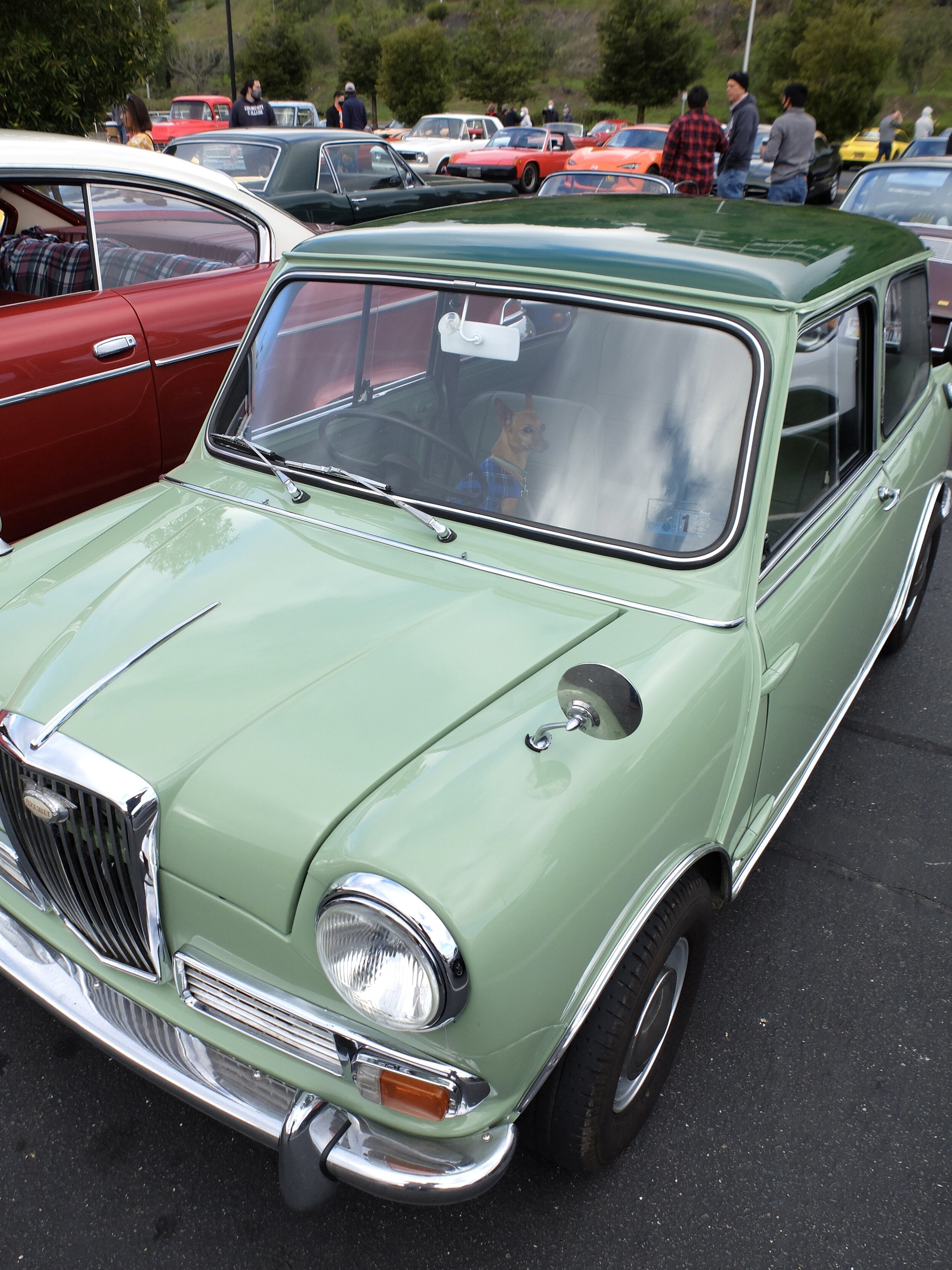 I hadn't seen one of these tiny Wolseleys since we were in England.  Note the Chihuahua.  It's sitting on a plaid blanket that matches the car's colour scheme.