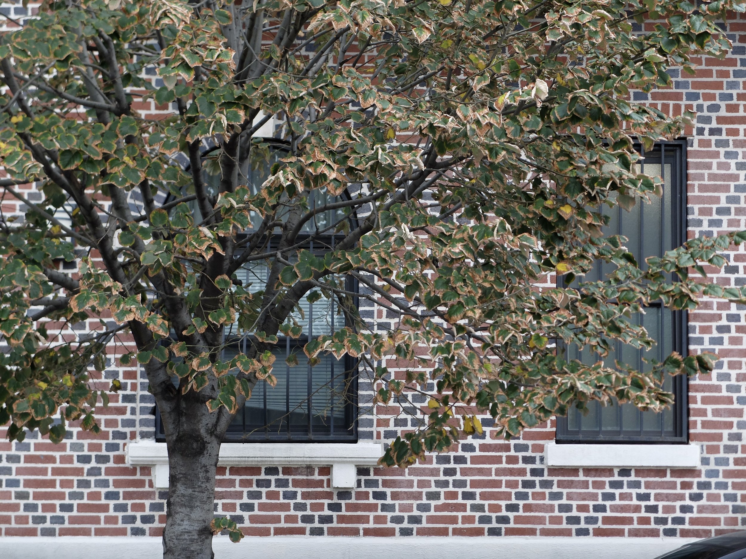 Amazing brick work on just an ordinary apartment building on Atlantic Ave. seen while being driven to JFK.