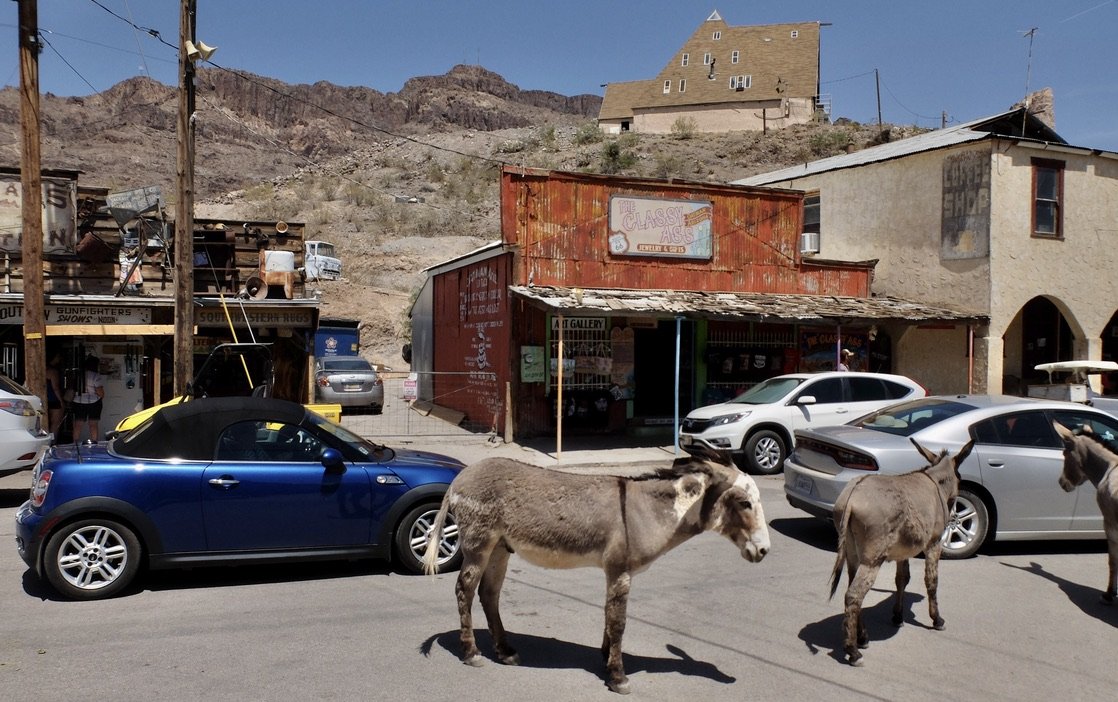  We were stopped in the middle of the town of Oakman, AZ on Hwy 66, for a re-enactment "The Great Oatman Coin Heist."  Oy.  The jackass had just scratched its chin on &amp; then licked our side mirror.  