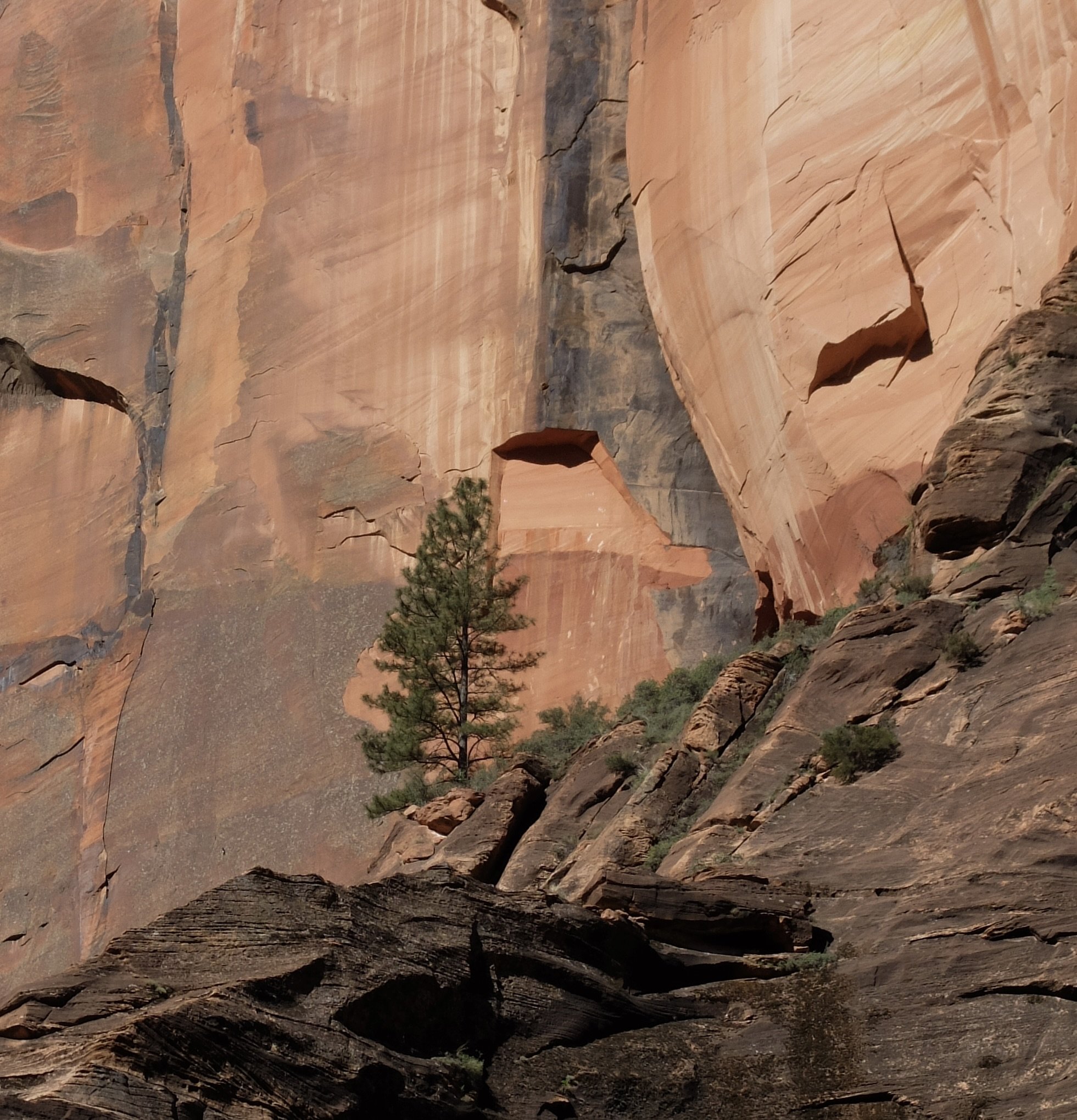 I was so amazed at the trees that could grow & thrive just anywhere.