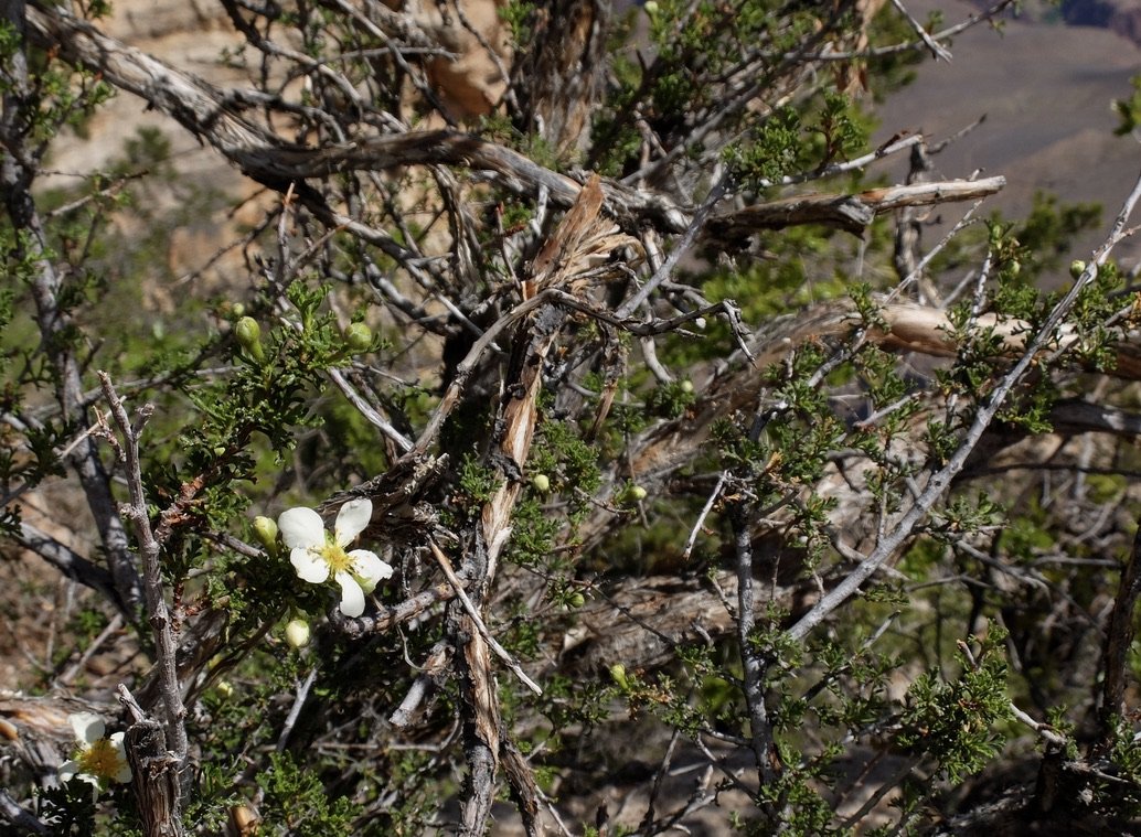  Mather Pt. Overlook - Stansbury's Cliffrose.