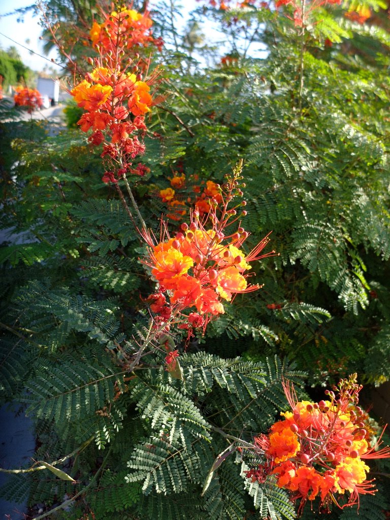 Caesalpinia pulcherrima - Peacock Flower.