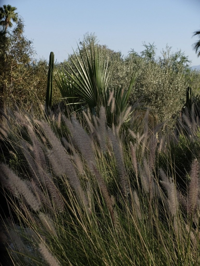 ...the gardens were lovely at sunset.  Lavandula multifida.