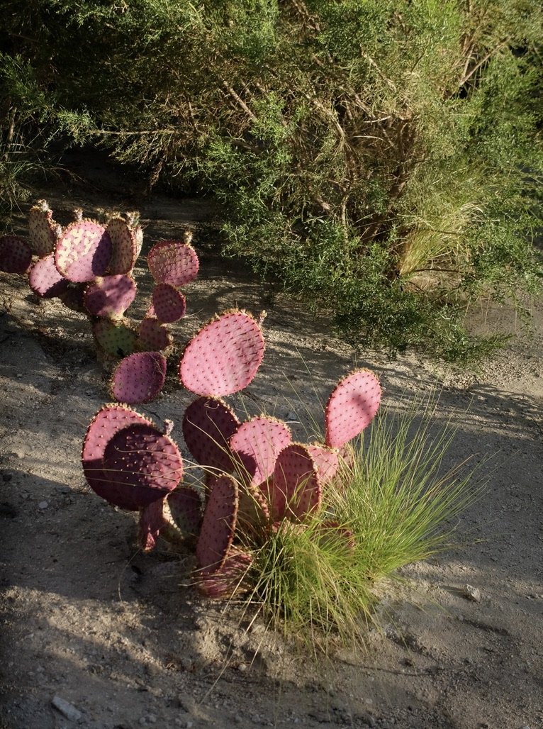 Opuntia, prickly pear cactus.  