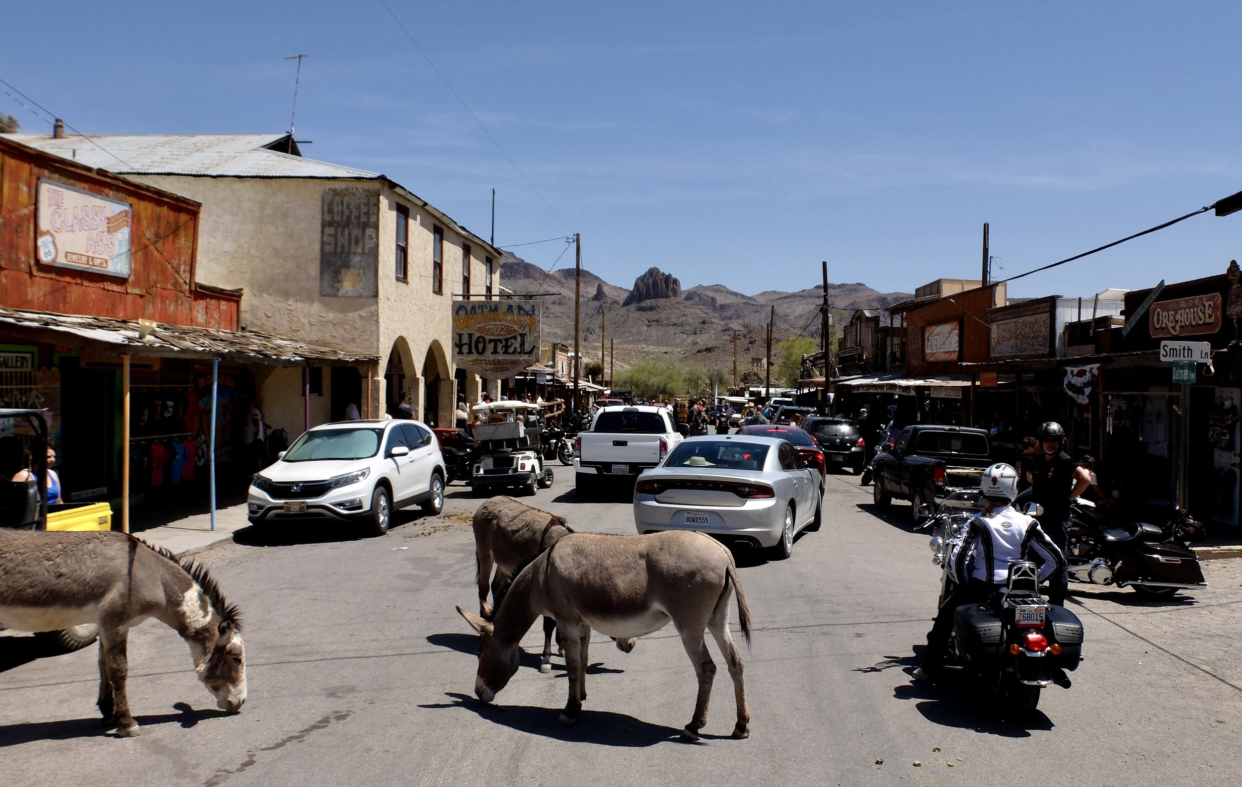  “Oatman's famous ‘Wild’ Burros that wander the streets are the descendants of burros brought here by the miners, and when no longer needed were turned loose.” 