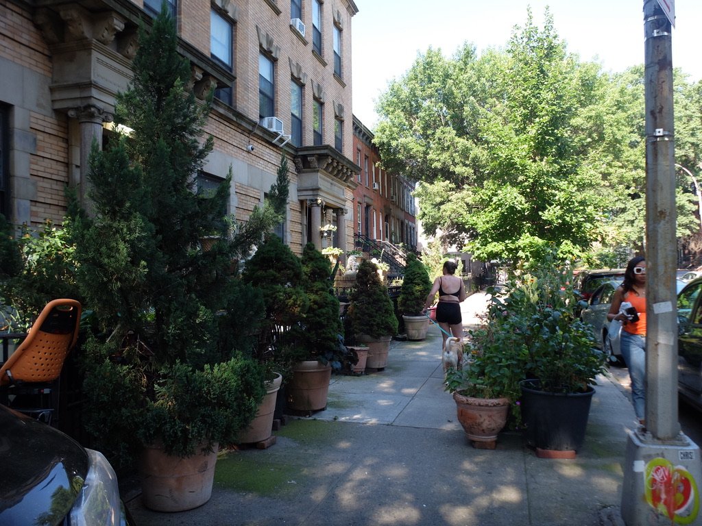 Greenery in Brooklyn.