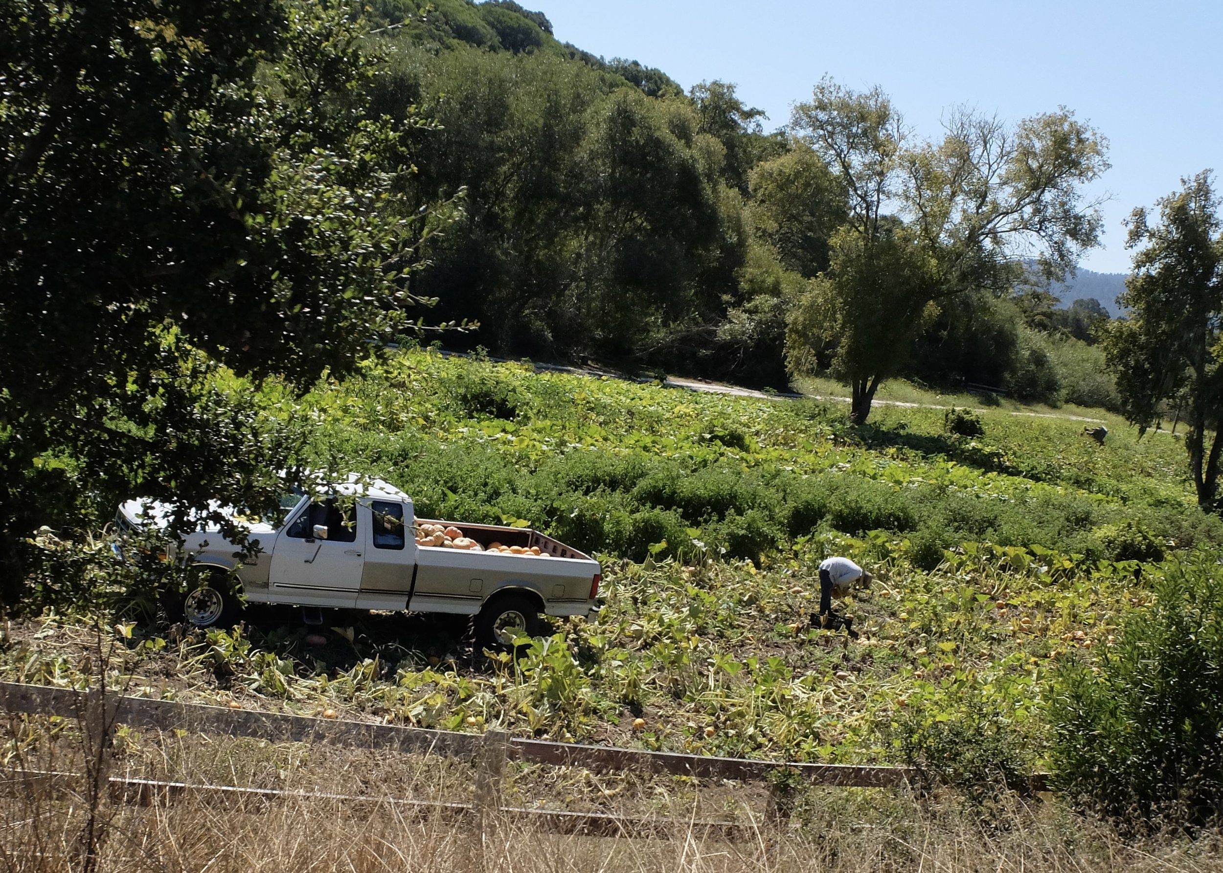 Pt. Reyes - Petaluma Rd.