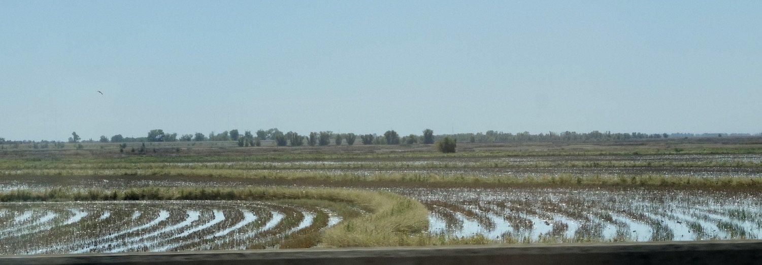 Rice paddies.