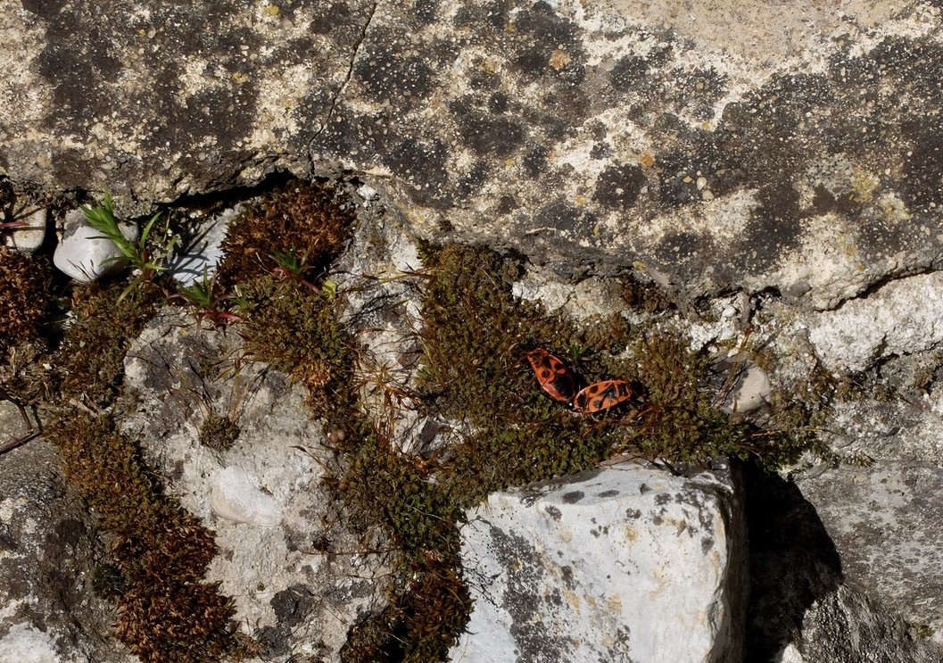  Pointed out to us by Eloïse.  “Le gendarme, the firebug, Pyrrhocoris apterus.  They can be seen in tandem formation when mating which can take from 12 hours up to 7 days.”  T’was the season.  We observed this often. 