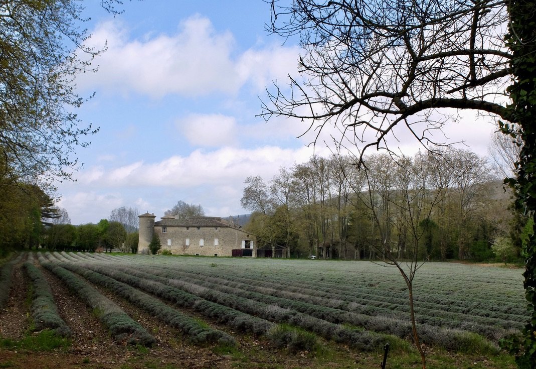  View of the château from the back of Gîtes de Chantebise.   Lavender, &amp; as you’ll see later canola, are major crops in this area.   