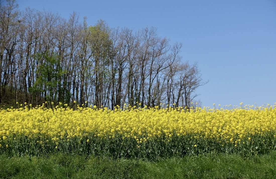 Canola  up close.