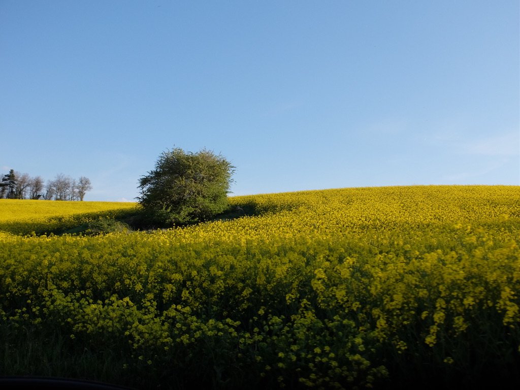 Return to canola.